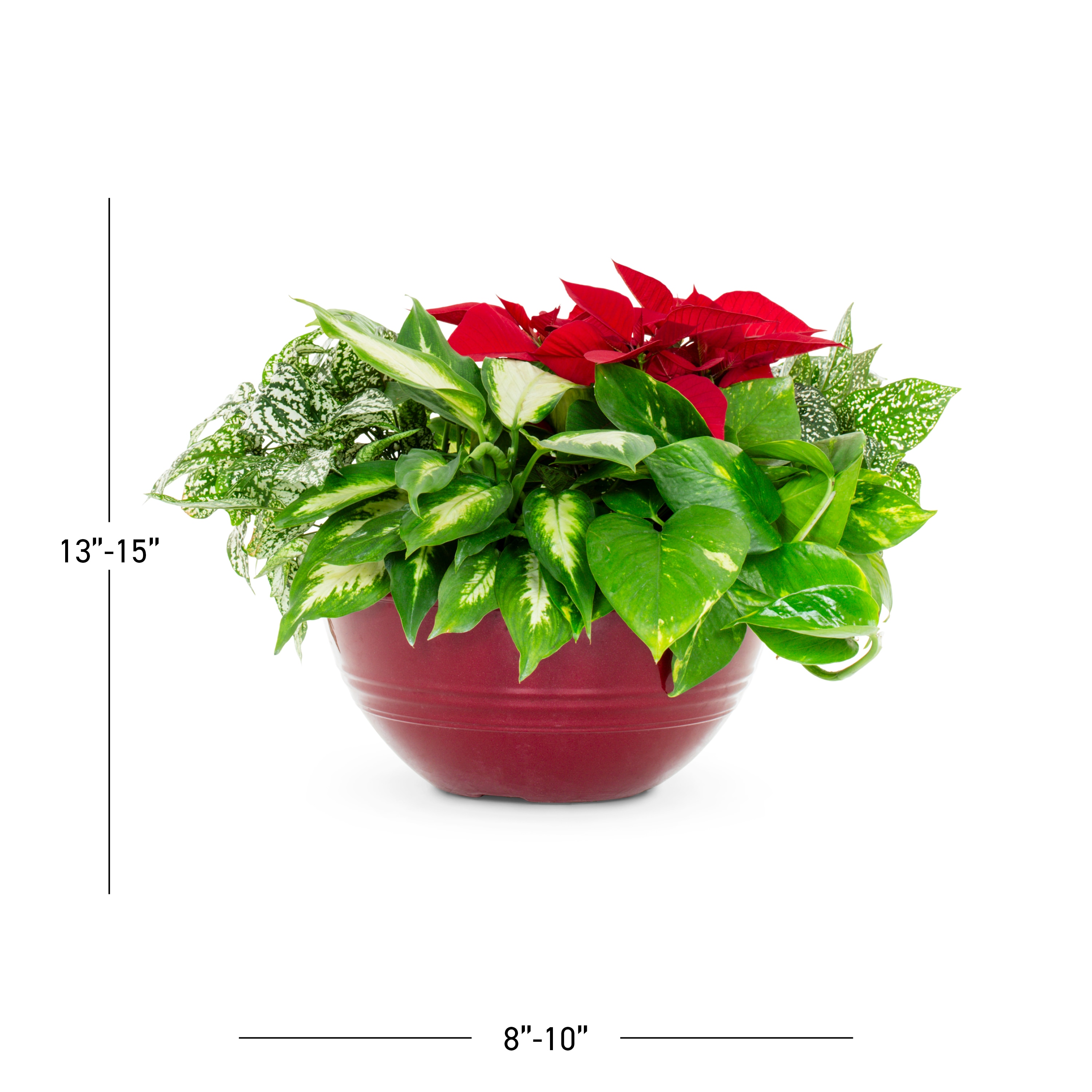 Metrolina Greenhouses 73845 Fresh-Cut-Christmas-Decorations - View #3
