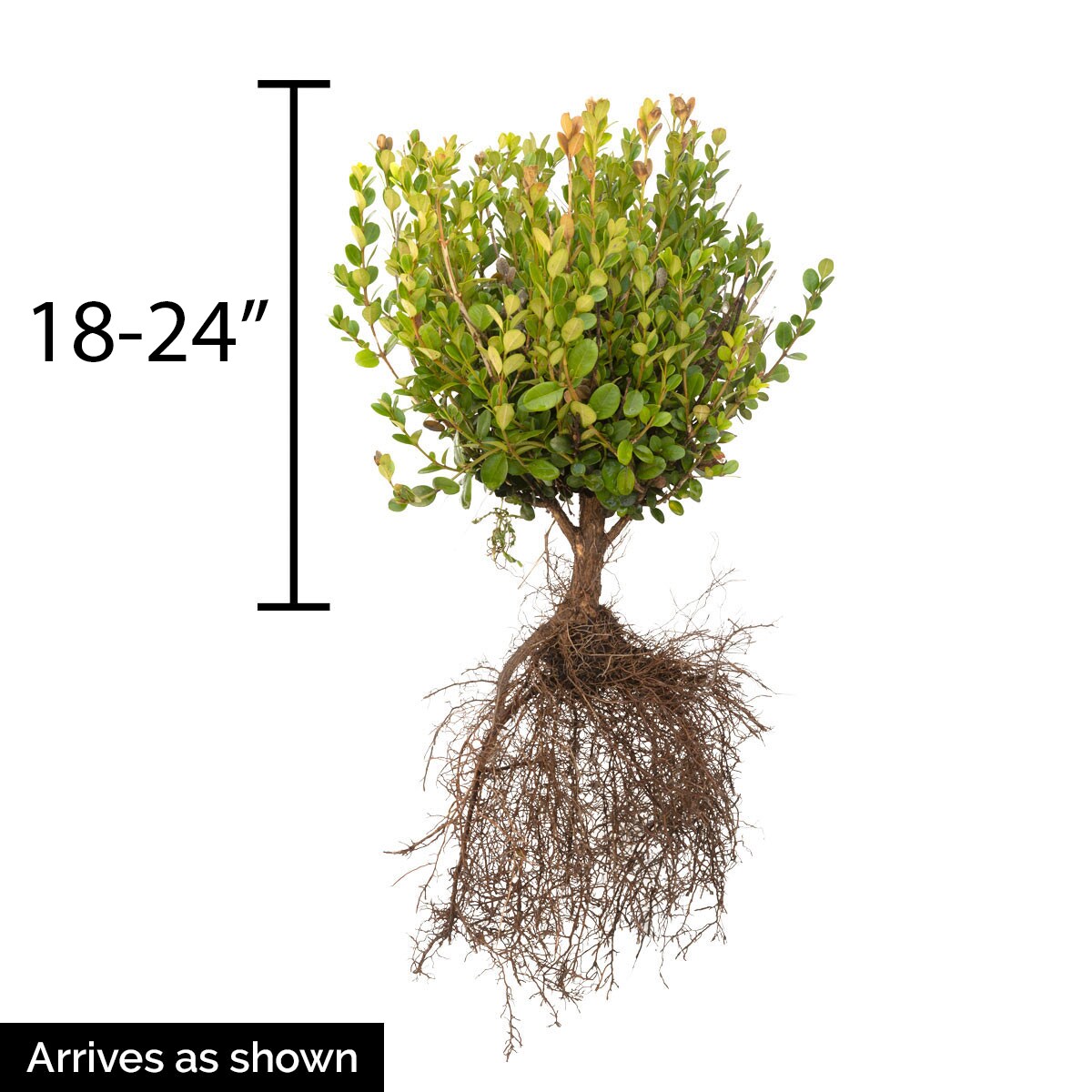 Spring Hill Nurseries 80745 shrubs - View #4