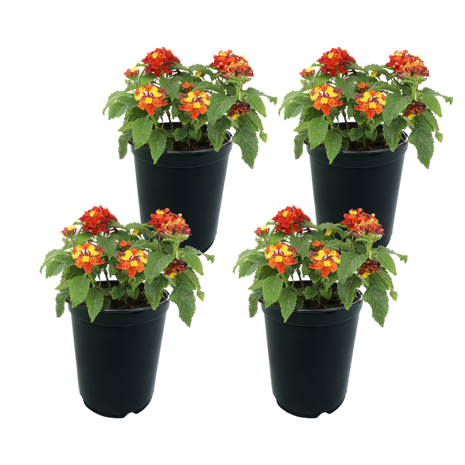 Altman Plants 0881420 annuals - View #6