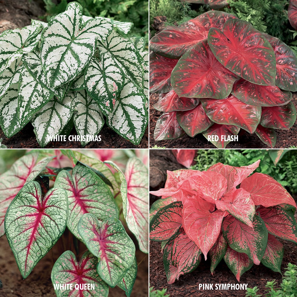 Van Zyverden 84761 Multicolor Caladiums Collection Varieties Bulbs 12 Count