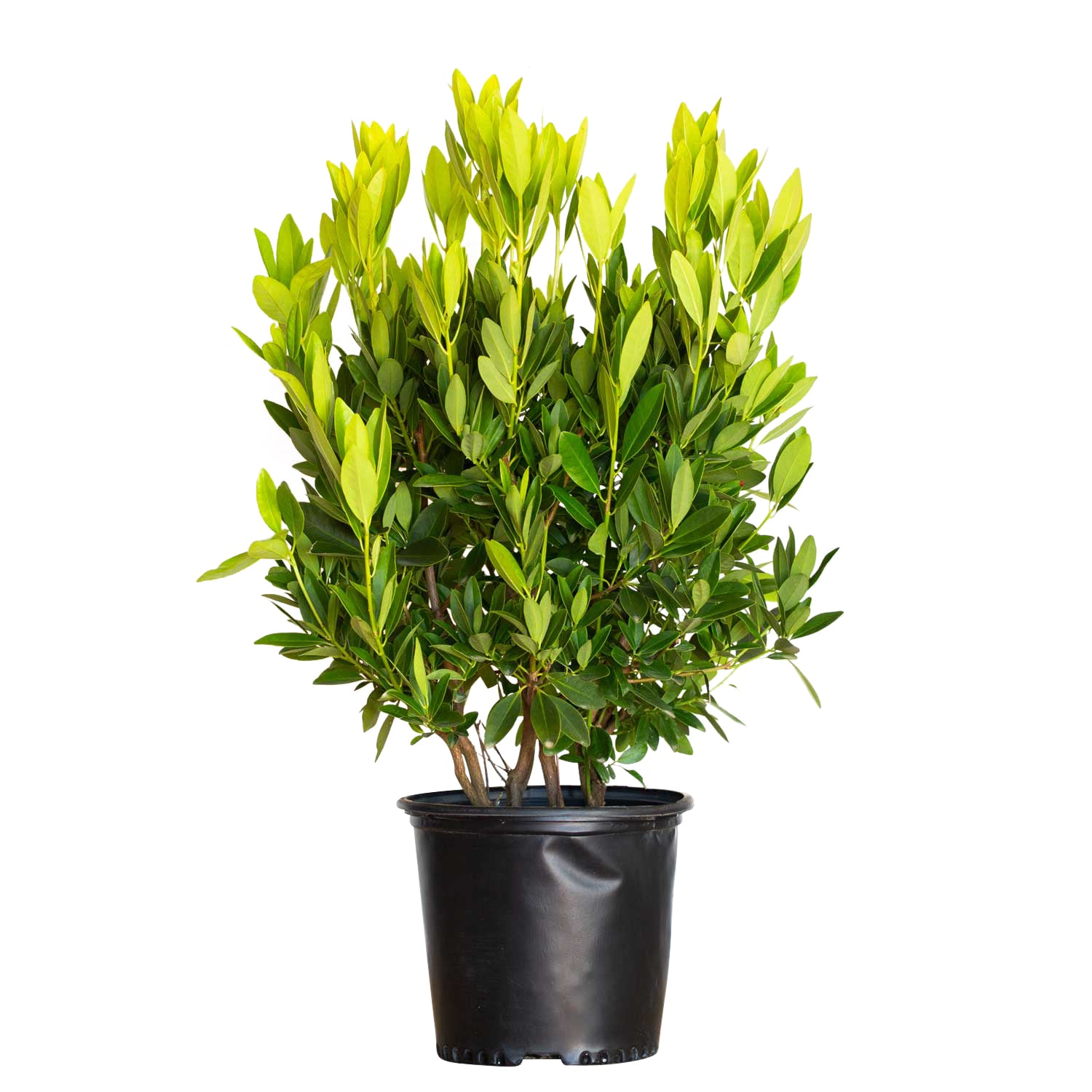 Flowerwood Yellow Ocala Yellow Anise Illicium Parviflorum Foundation ...