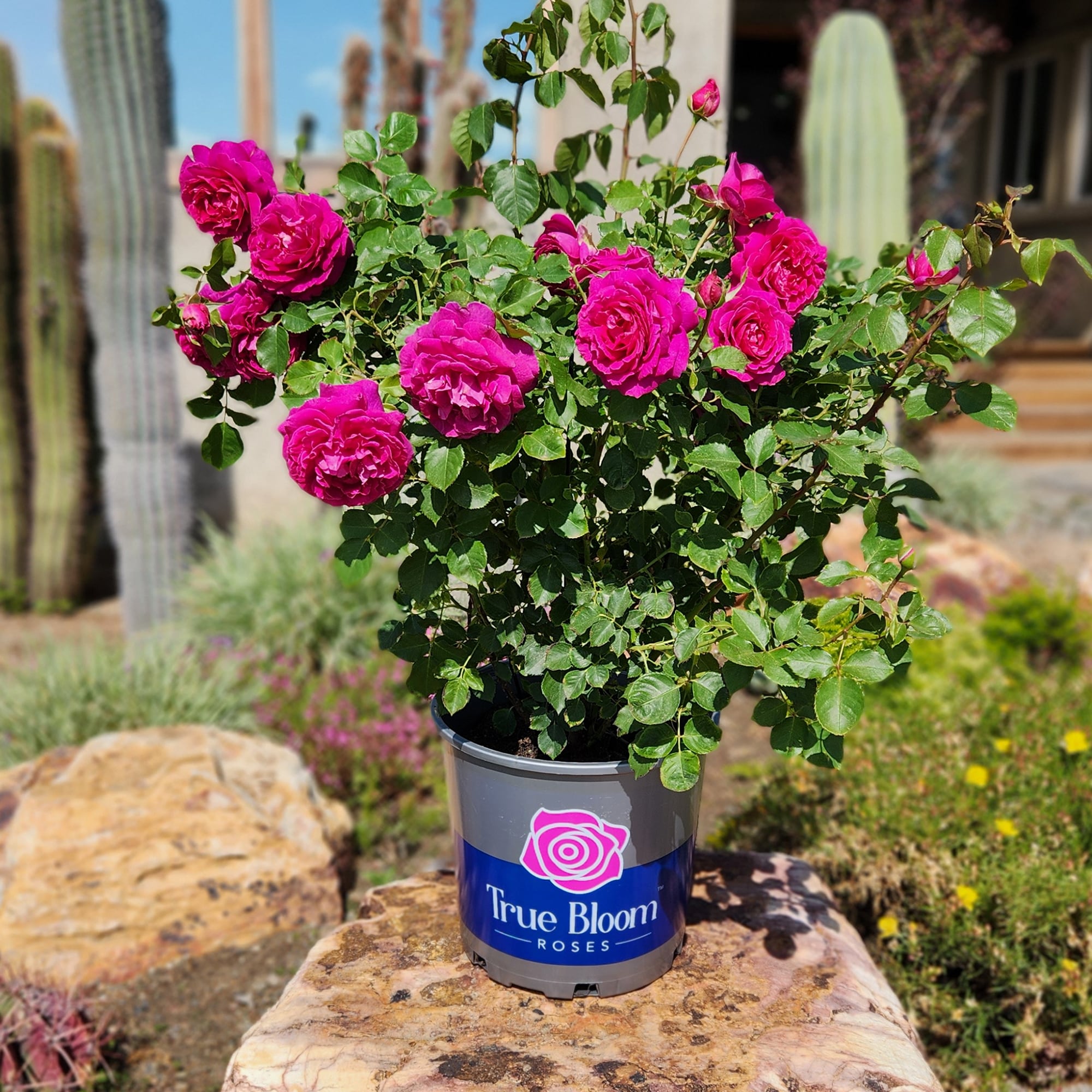 Altman Plants 0881519 roses - View #3