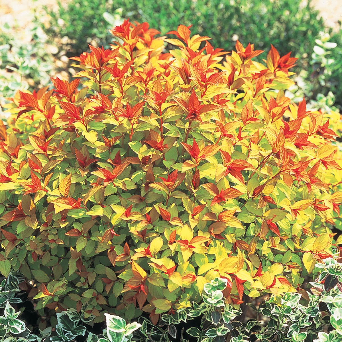 Gurney's Seed and Nursery 90220 shrubs - View #2