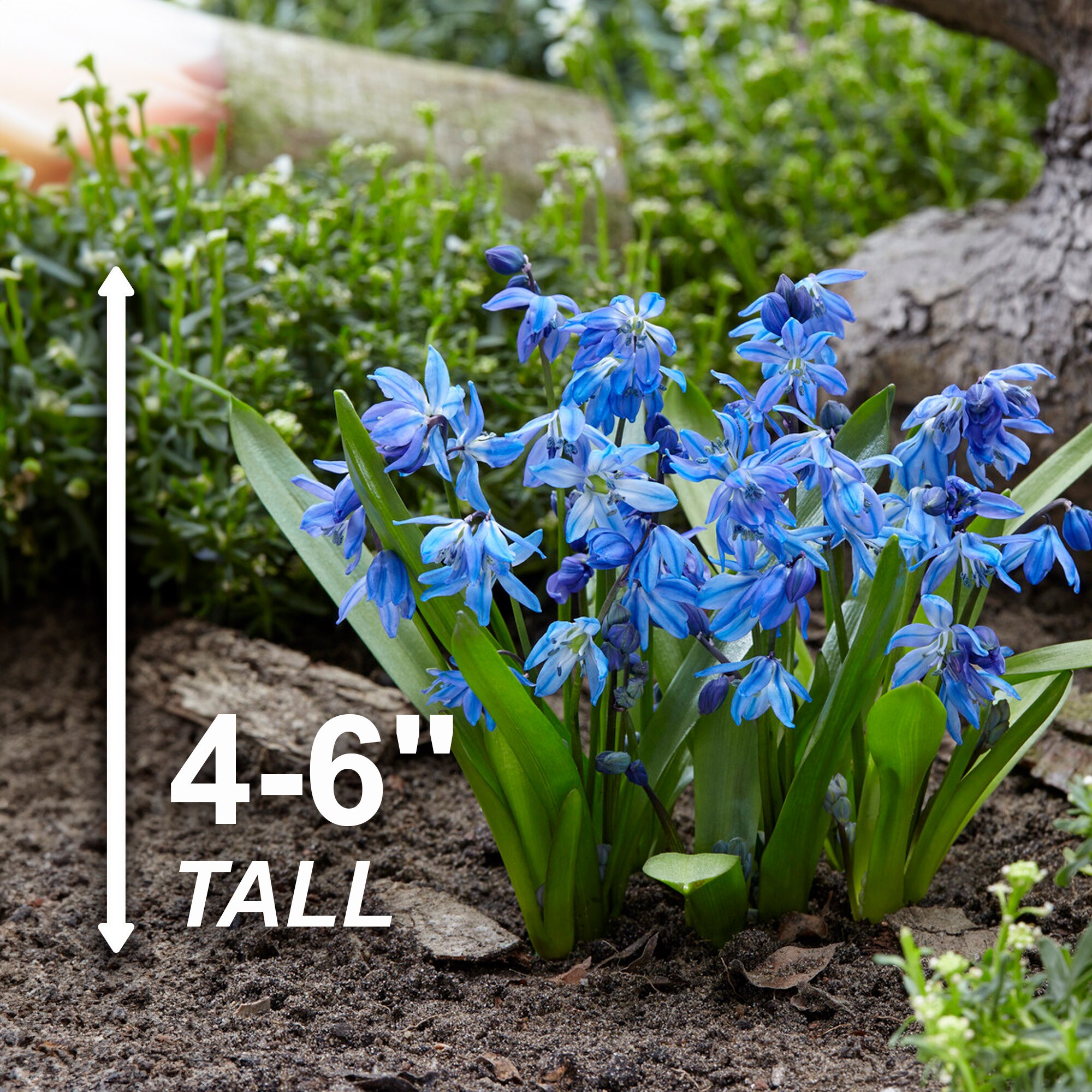 Garden State Bulb ECF-125-100-02 Plant-Bulbs - View #3