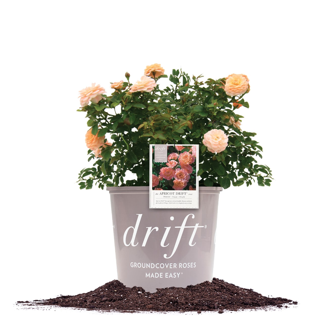 Perfect Plants LOAPRICOTDRIFTROSE1G Pink Apricot Drift Rose 1 -Gallon Pot