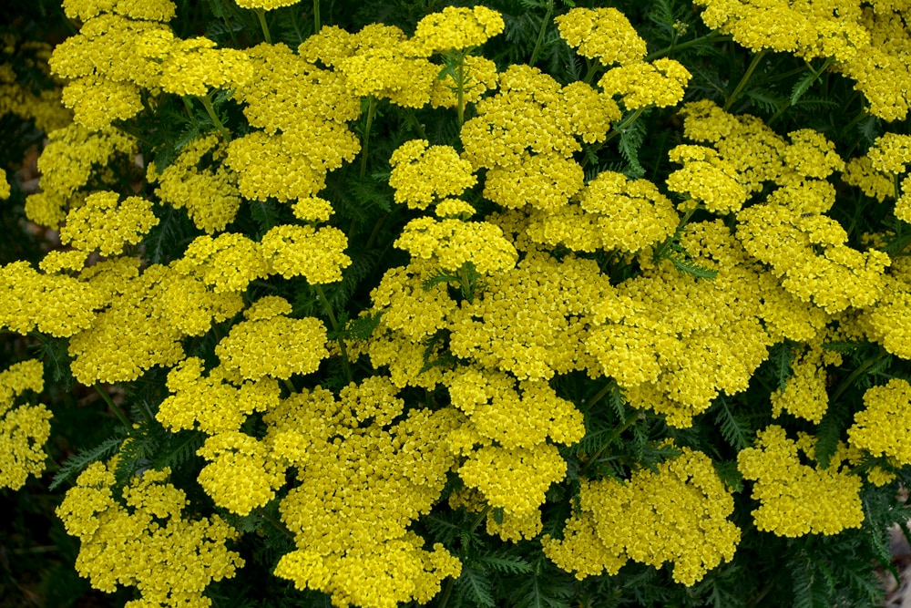 Proven Winners ACHPWP1036102 Yellow 'Firefly Sunshine' Yarrow (Achillea) Plant in 1 -Gallon Pot 1.0 -Pack