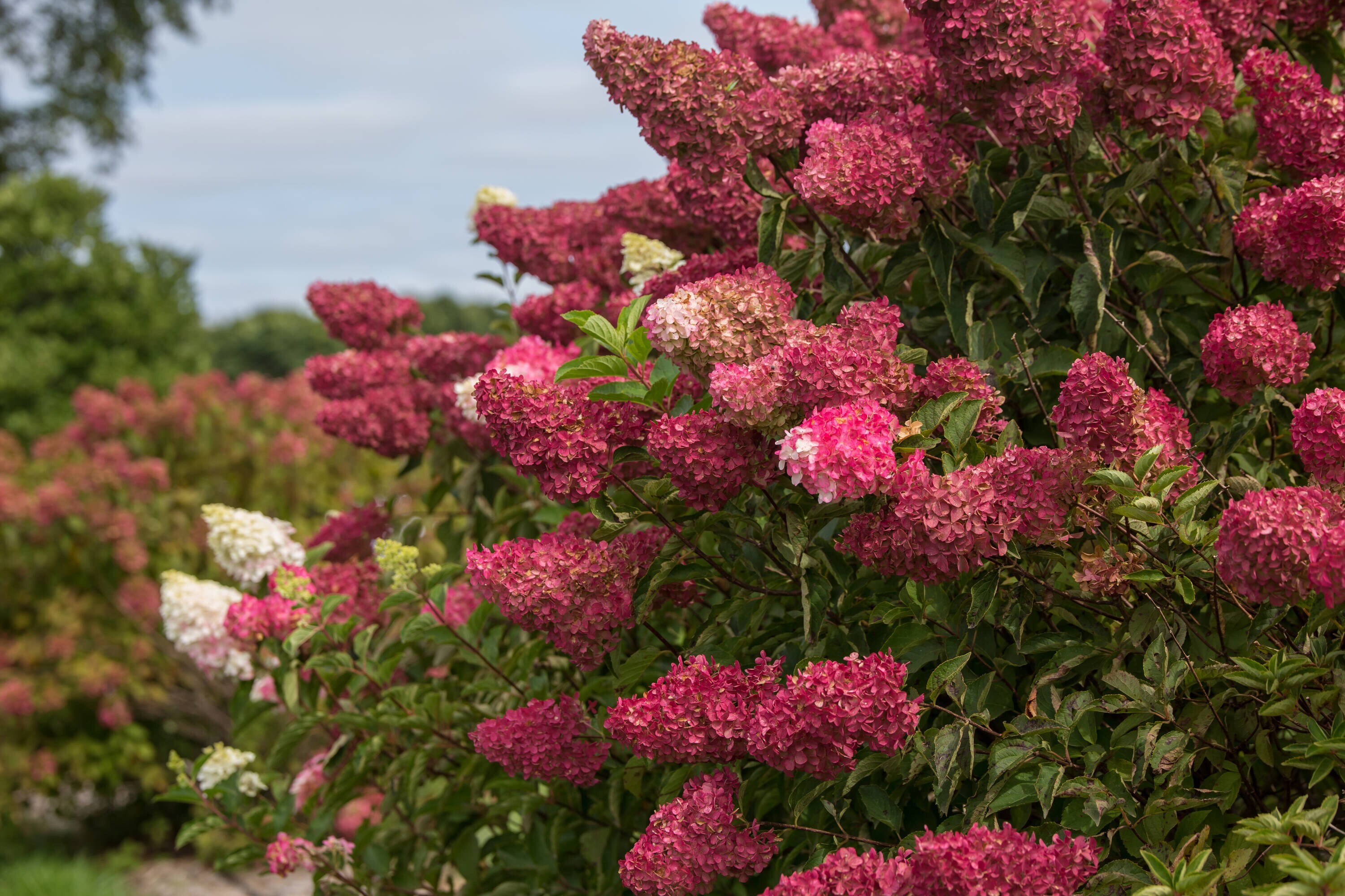 Lowe's NURSERY shrubs - View #4