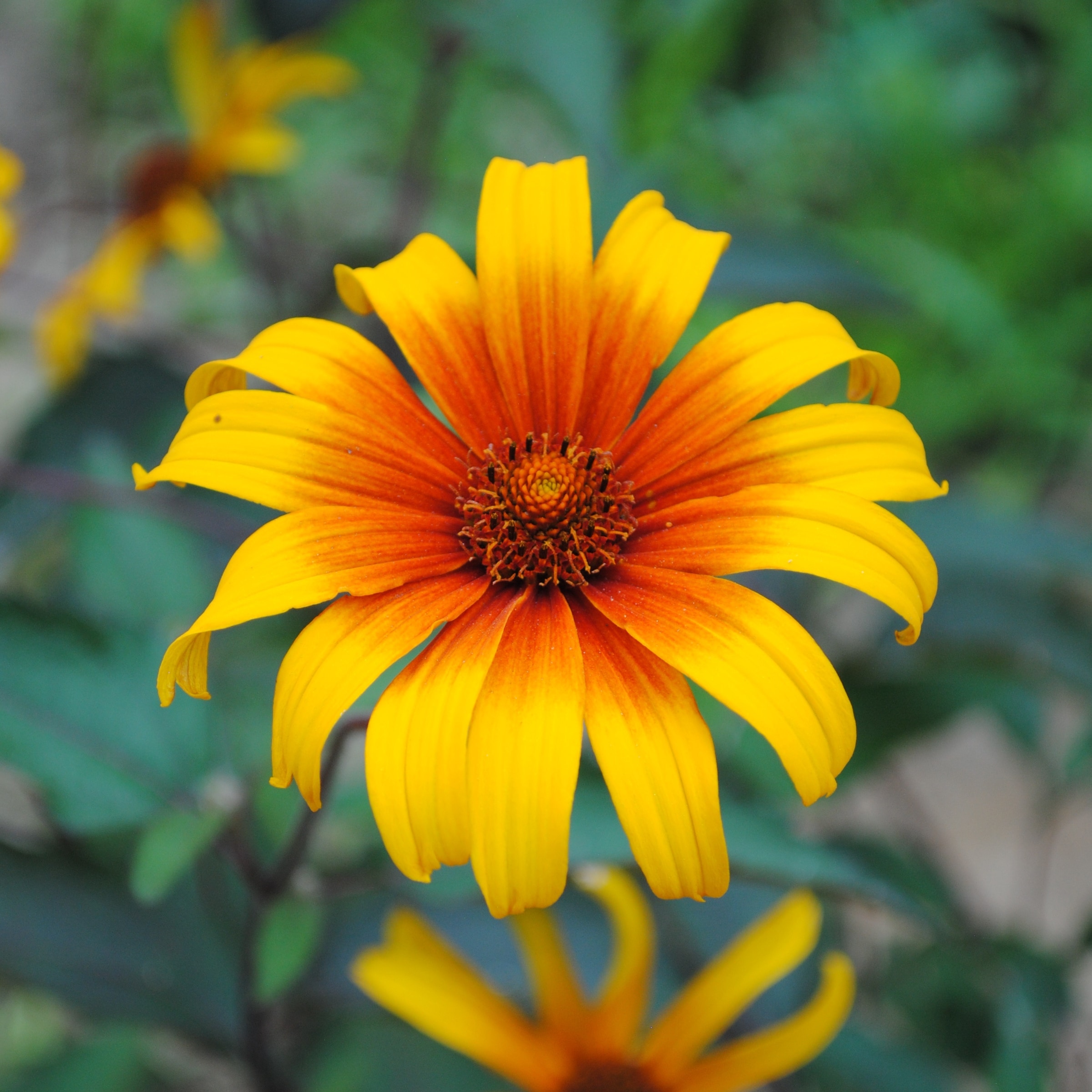 National Plant Network LW1456 Yellow Burning Hearts Plant in 3.25 -in Pot 1.0 -Pack