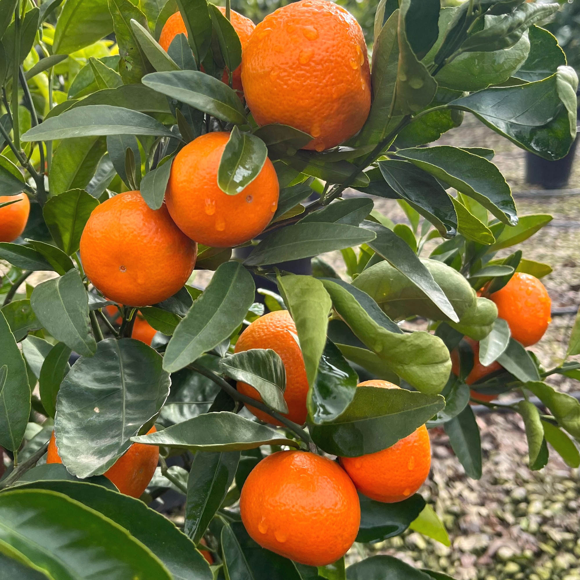 Alder & Oak TAMA02 1 -Pack Orange Plant in Pot Spring