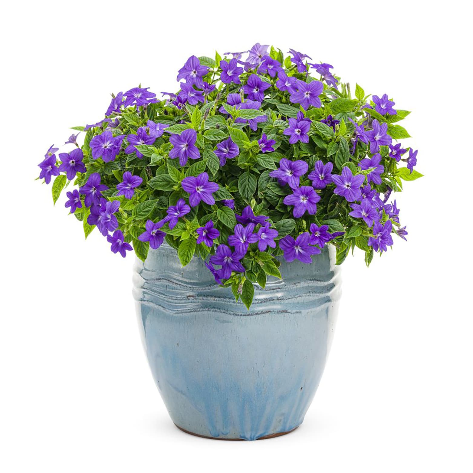 Proven Winners BROPRW1057504 annuals - View #6