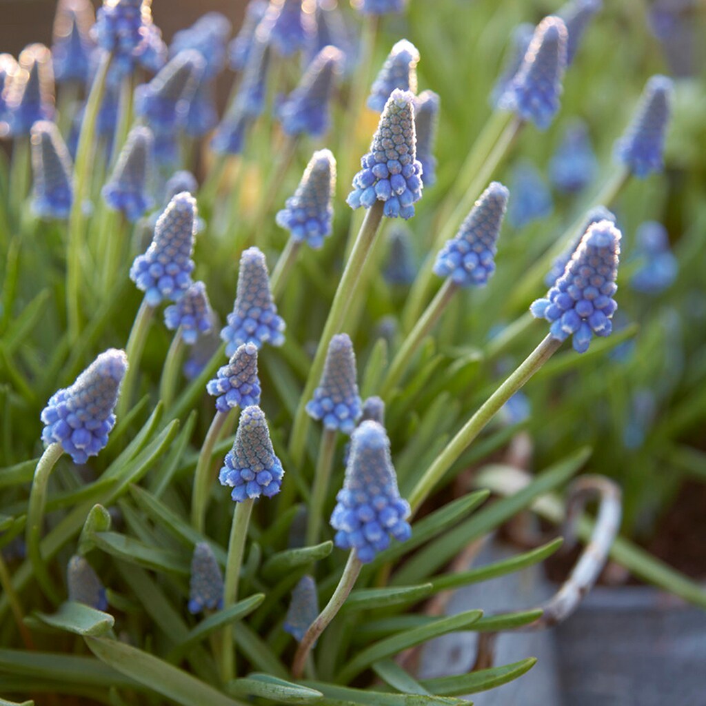 Grape Hyacinths For Containers Plants, Bulbs & Seeds at Lowes.com