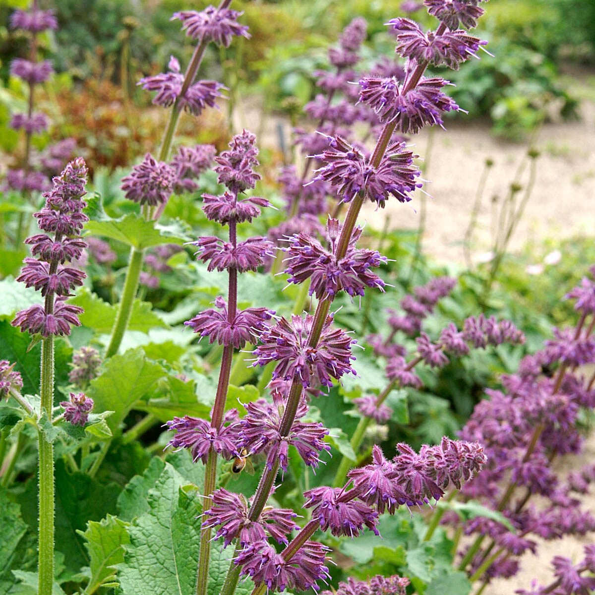 Direct Gardening 96197 perennials - View #2