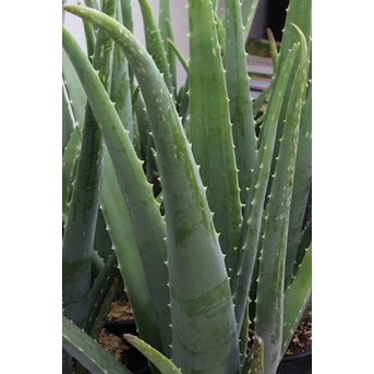 Penetratie Oprecht Mislukking Altman Plants Aloe Vera in 2.5-Quart Pot at Lowes.com