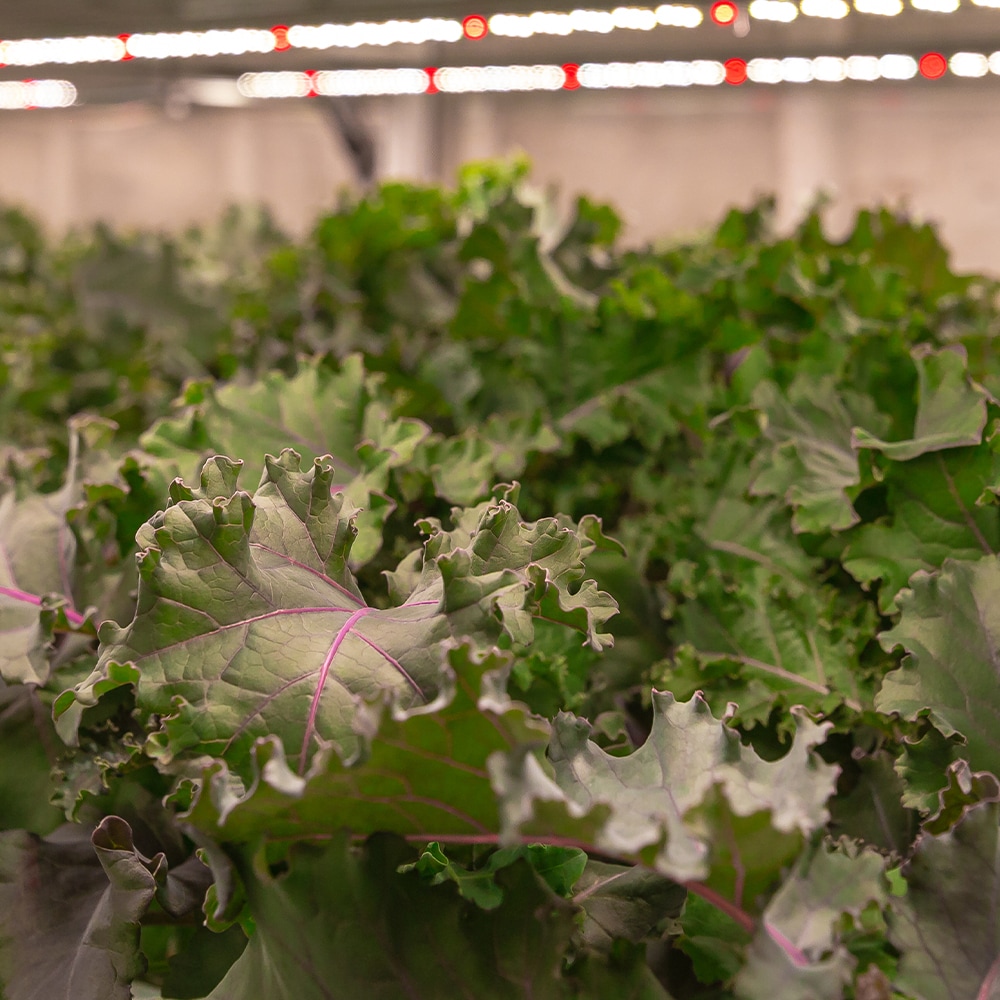 VOLT LOWGL-002 Grow-Lights - View #8