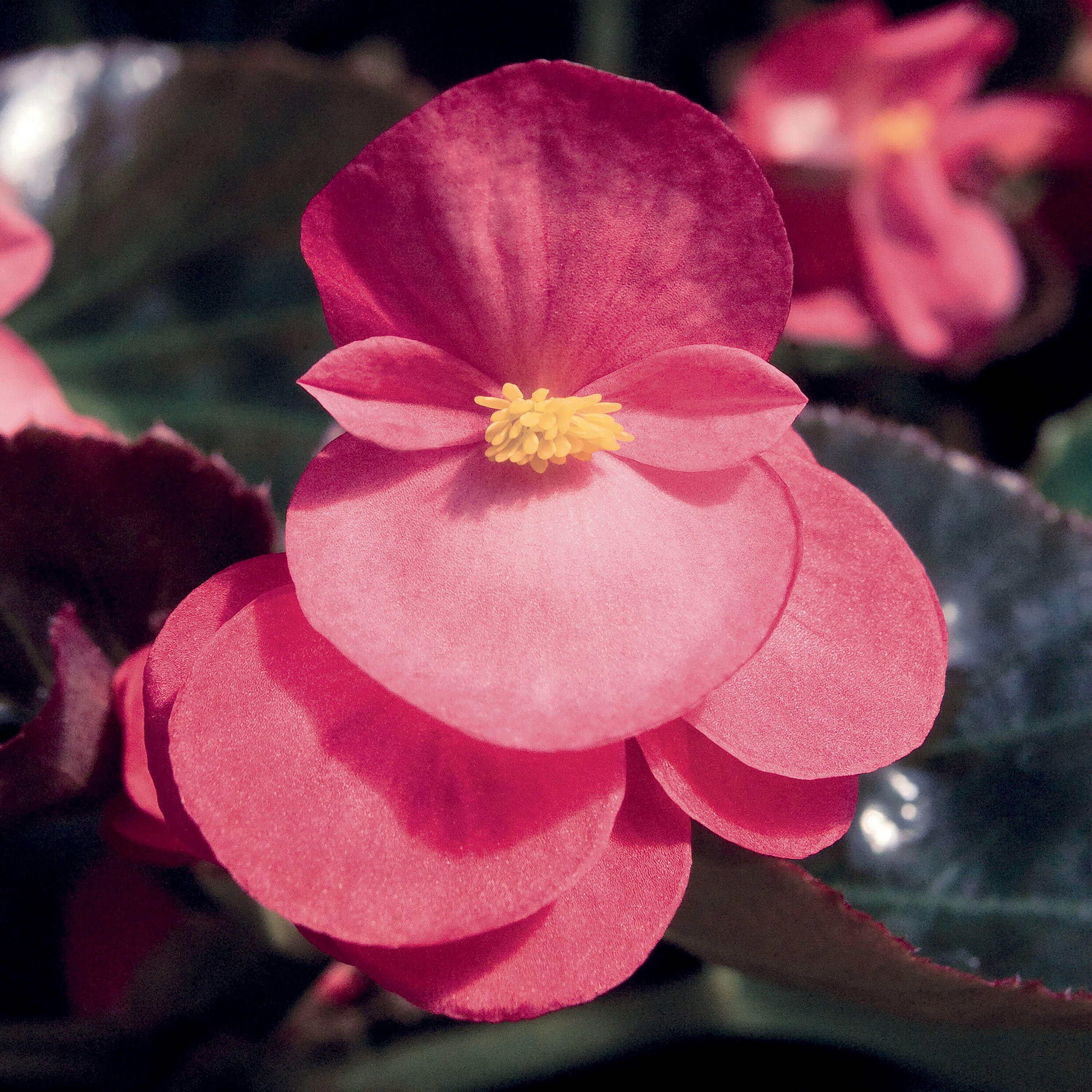 Proven Winners BETPRW0047504 Pink Begonia Plant in 4.25 -in Pot 4.0 -Pack