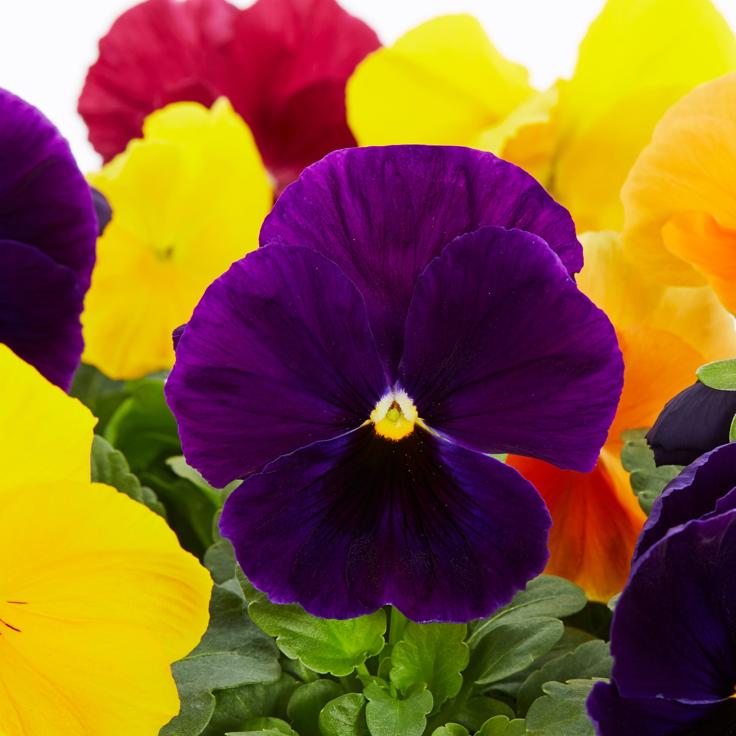Lowe's Multicolor Pansy in 12-Pack Tray in the Annuals department at