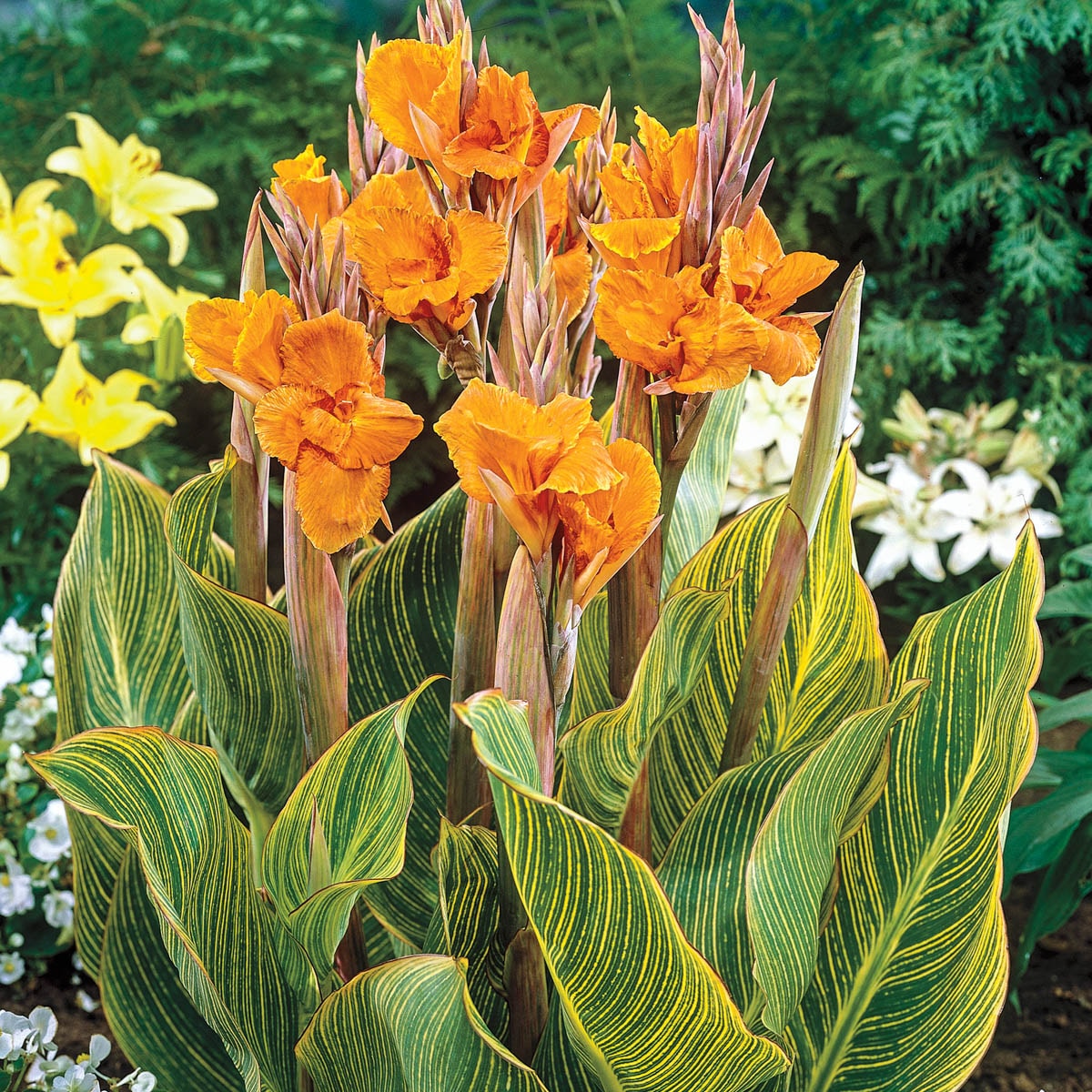Breck's 90582 Plant-Bulbs - View #2