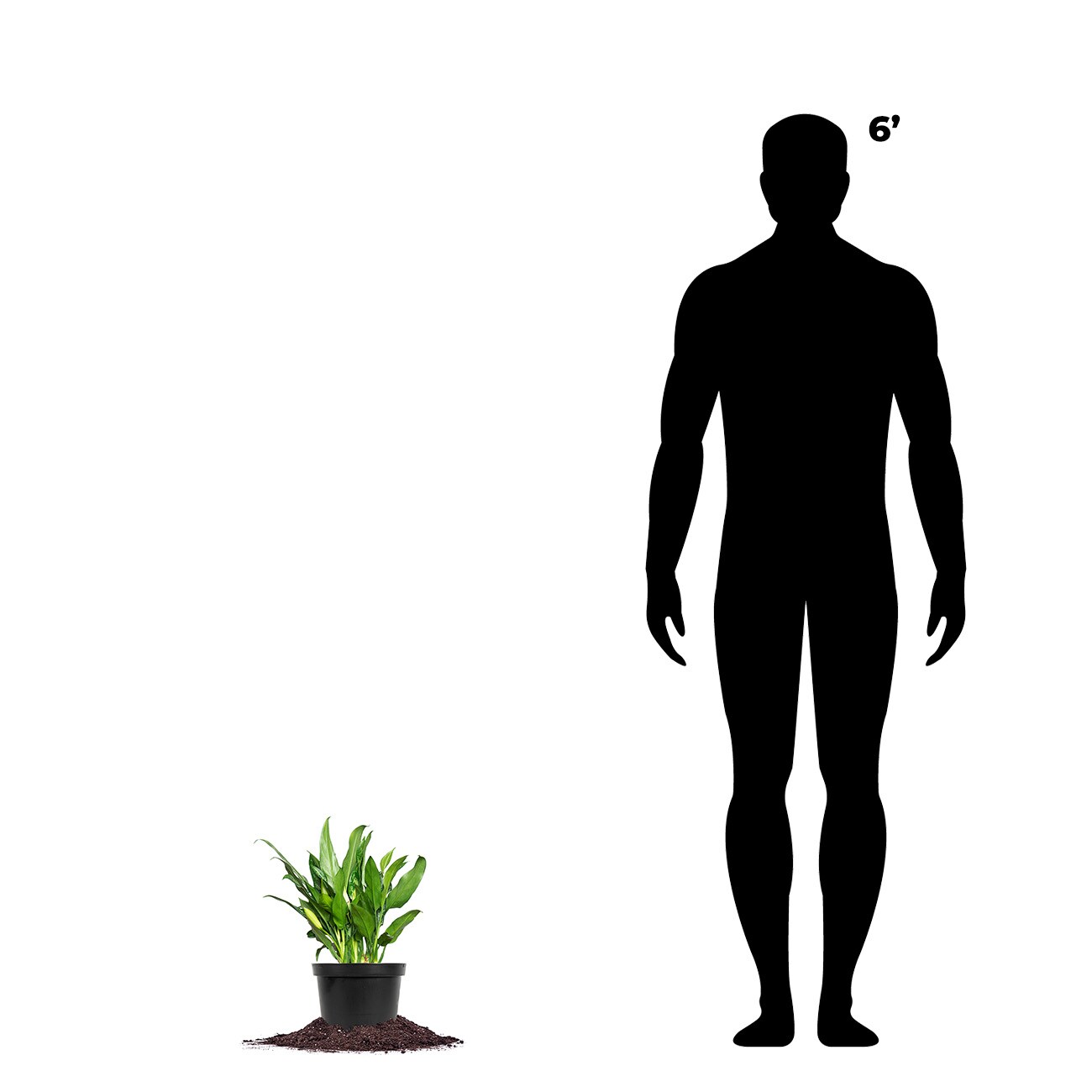 Perfect Plants LOCHINESEMARIA6IN hseplants - View #3