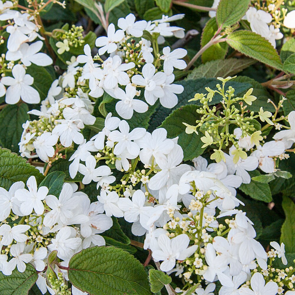 Gardens Alive! Summer Snowflake Viburnum White Flowering Shrub in 1 ...