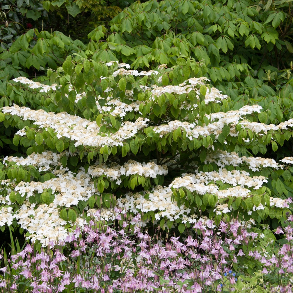 Gurney's Seed and Nursery White Flowering Shasta Viburnum Foundation ...