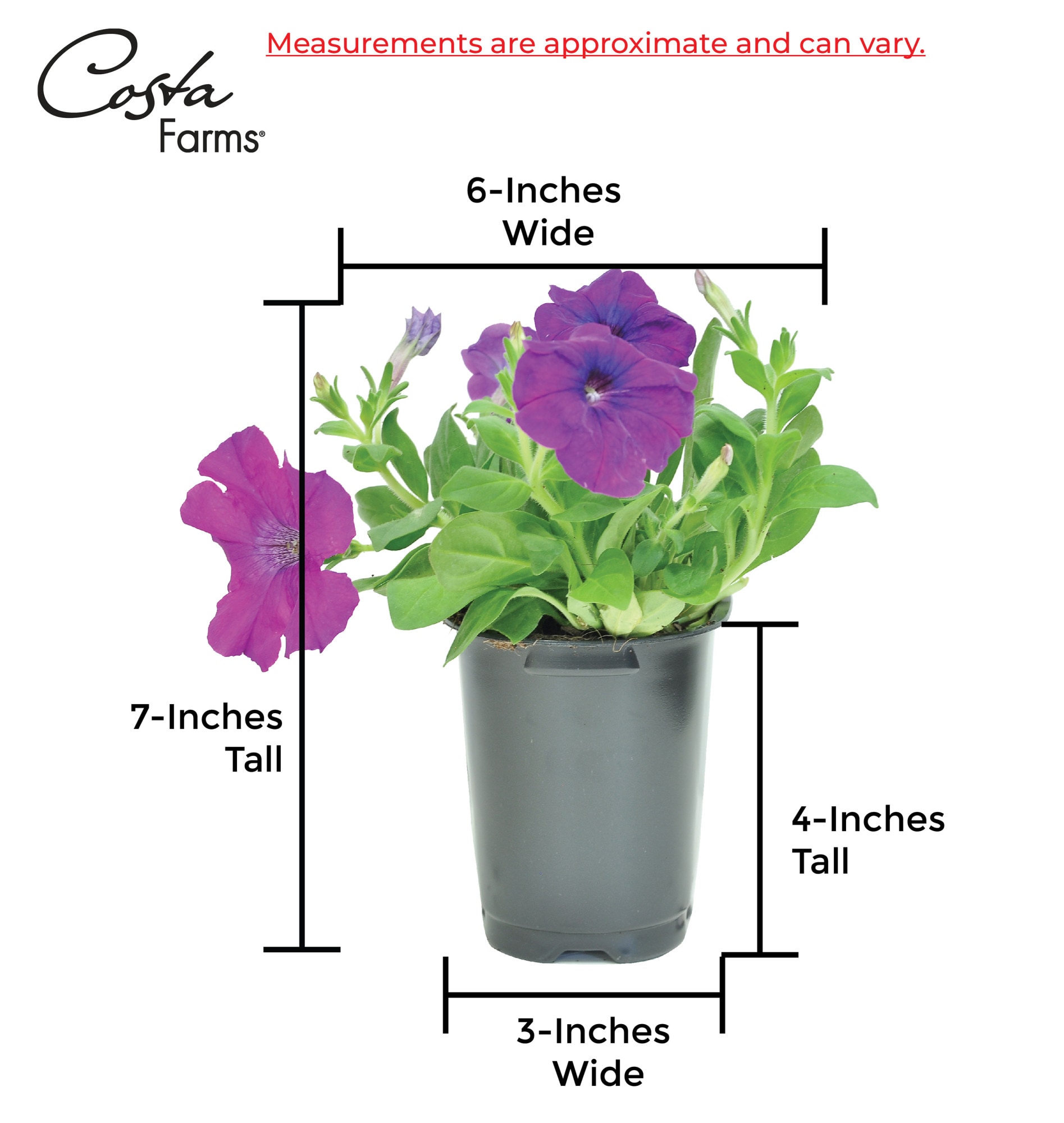 Costa Farms T-PT4-G-3DP-06-LW annuals - View #2