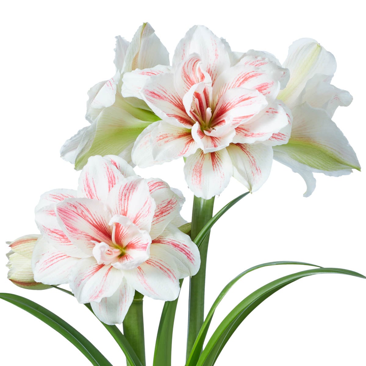 Breck's 91338 White Aquaro Dormant Amaryllis Bulbs 1 Pack