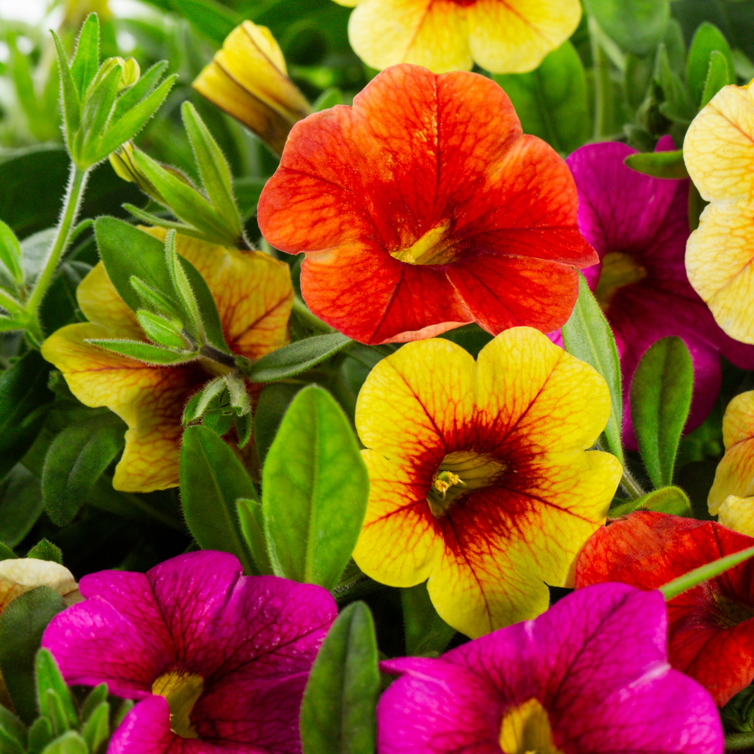 Metrolina Greenhouses 4854 annuals - View #2