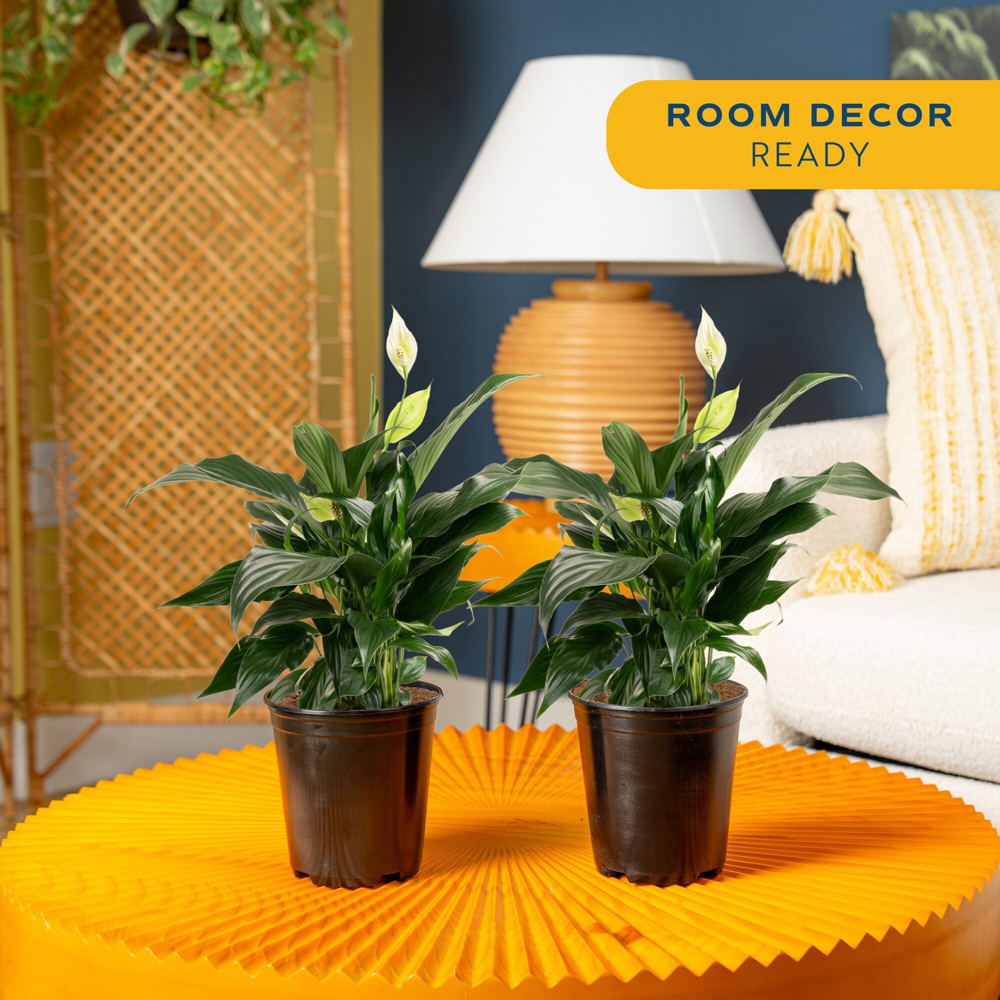 Costa Farms White Spathiphyllum Peace Lily - Thumbnail 4