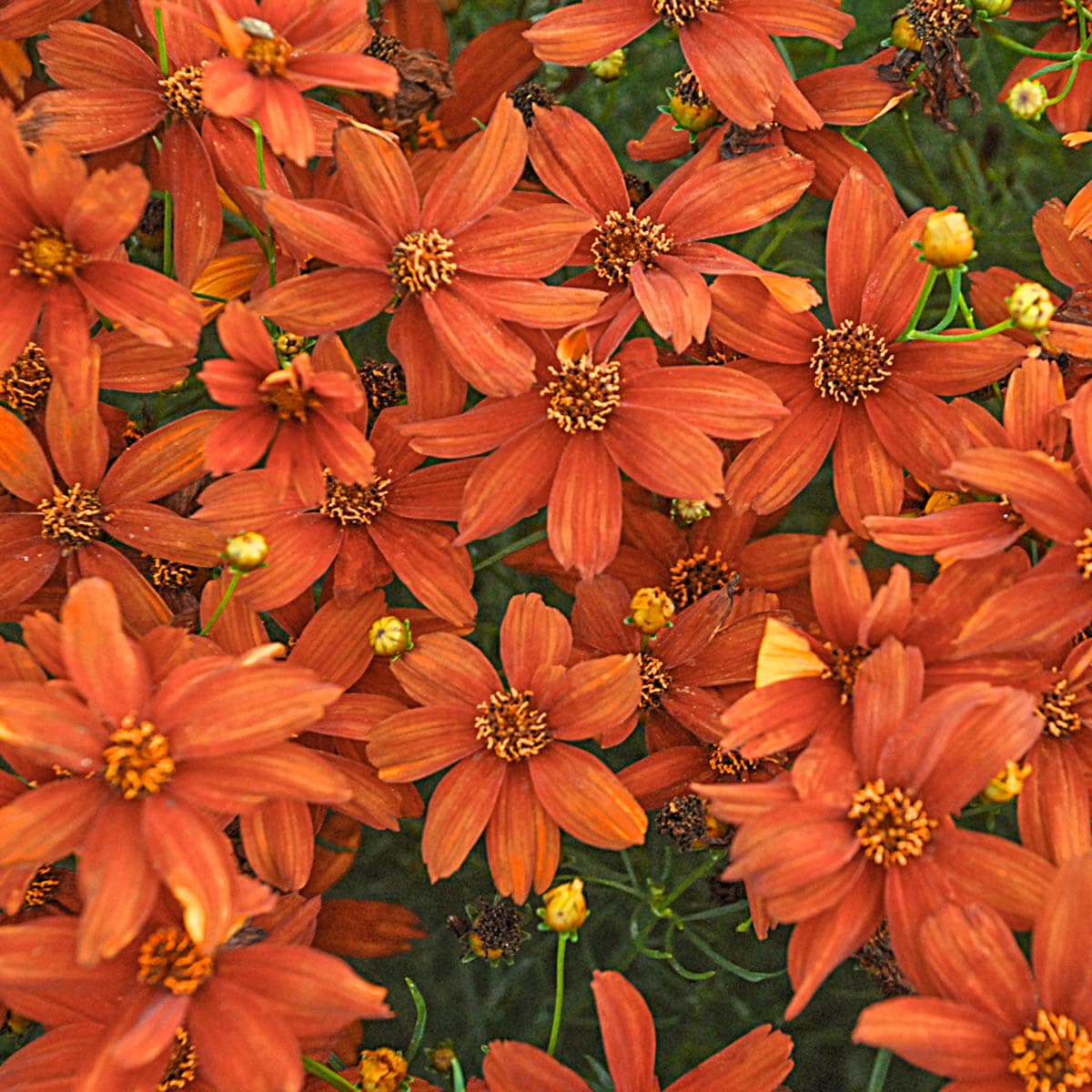 Breck's 83317 Orange Crazy Cayenne Coreopsis Dormant Perennial Plant in 1 -Pack Bareroot
