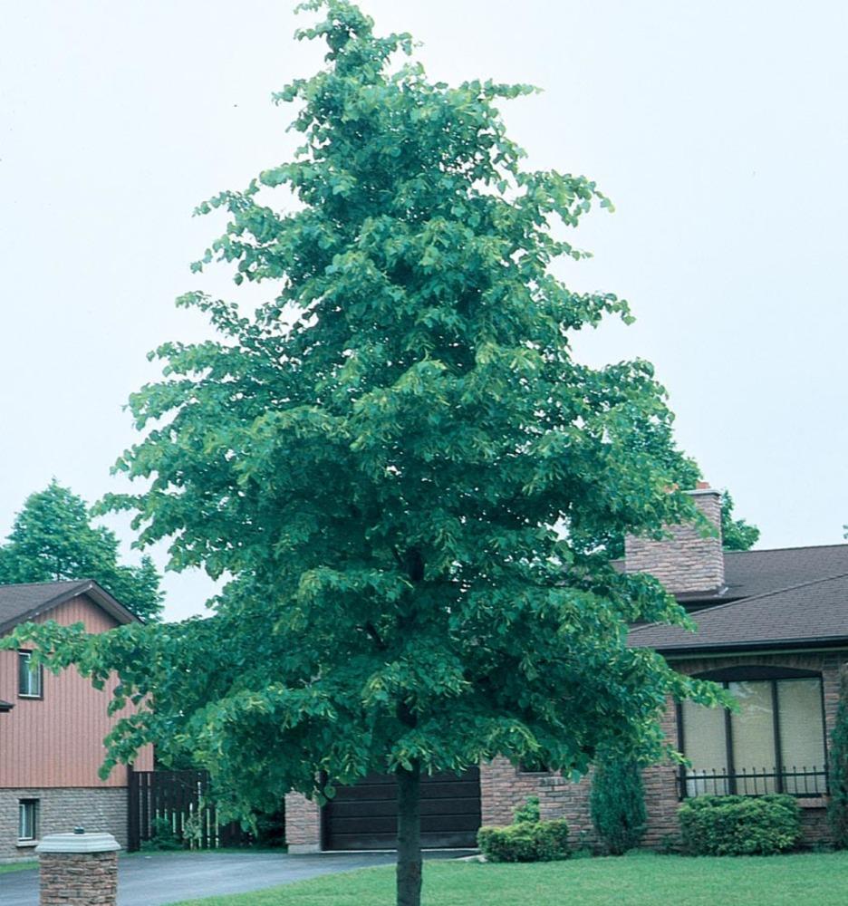  NURSERY 11.1-Gallon Yellow Shade Tree Littleleaf Linden In Pot (With Soil)