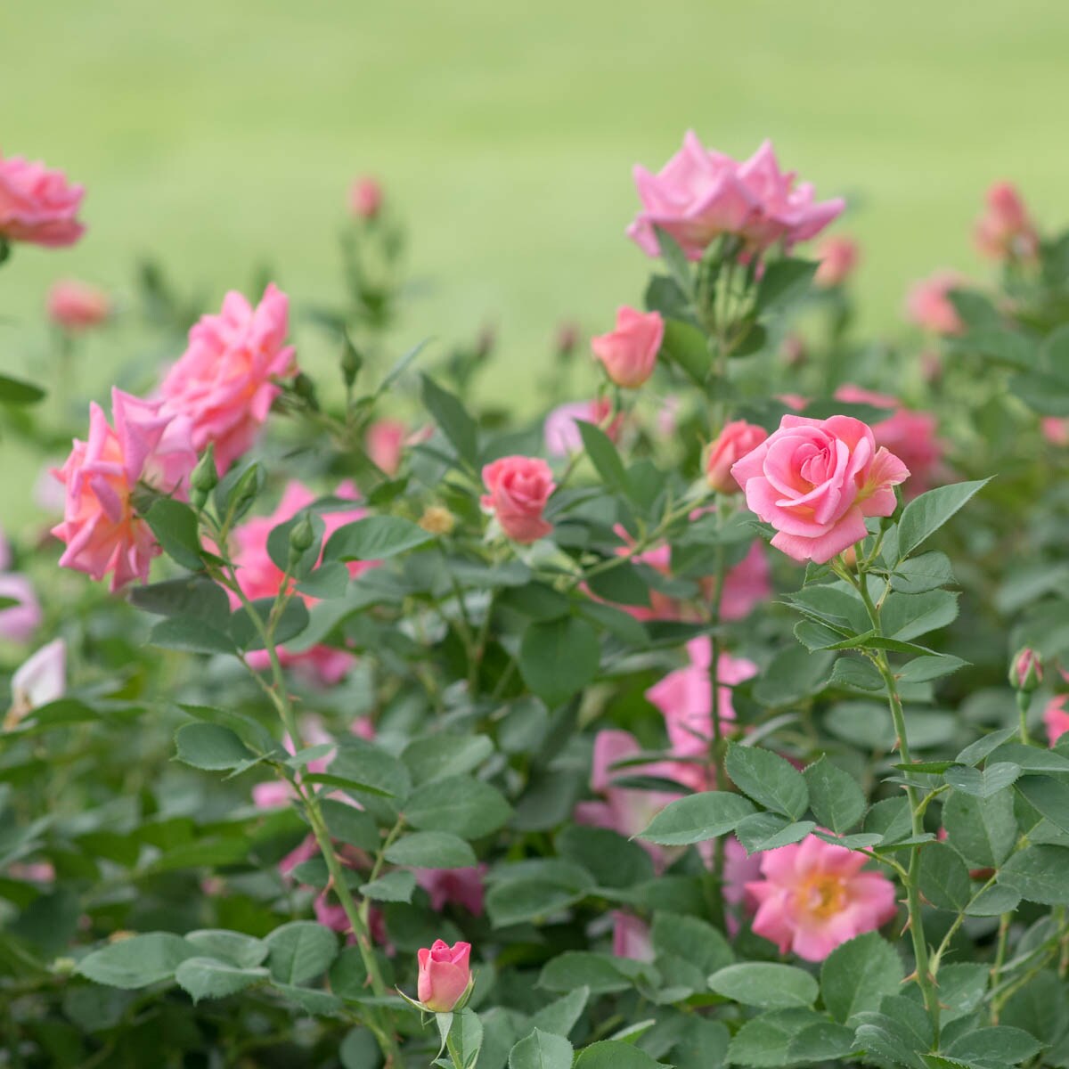 Spring Hill Nurseries 97582 roses - View #3