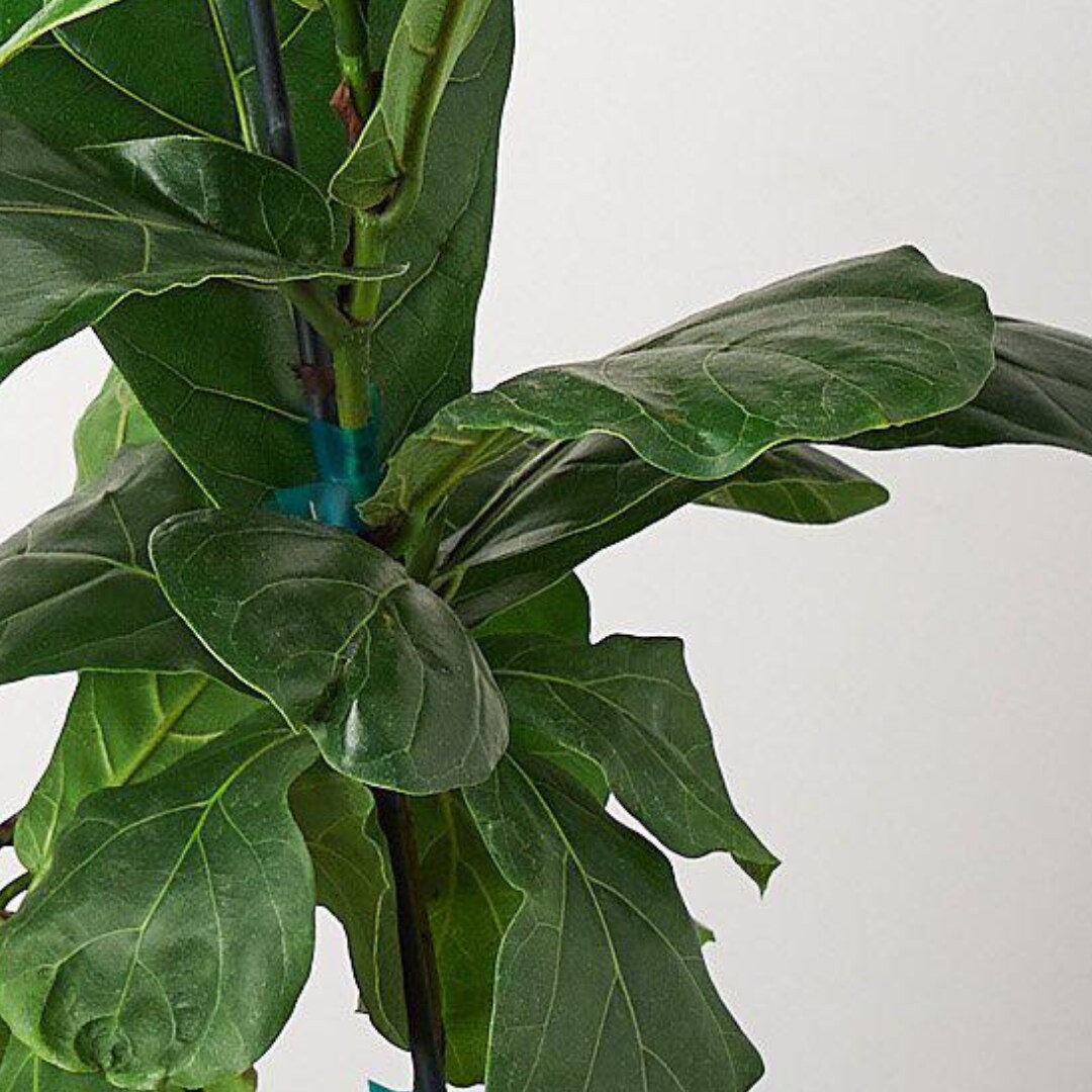 House Plant Shop 6-FICUS-LYRATA hseplants - View #4