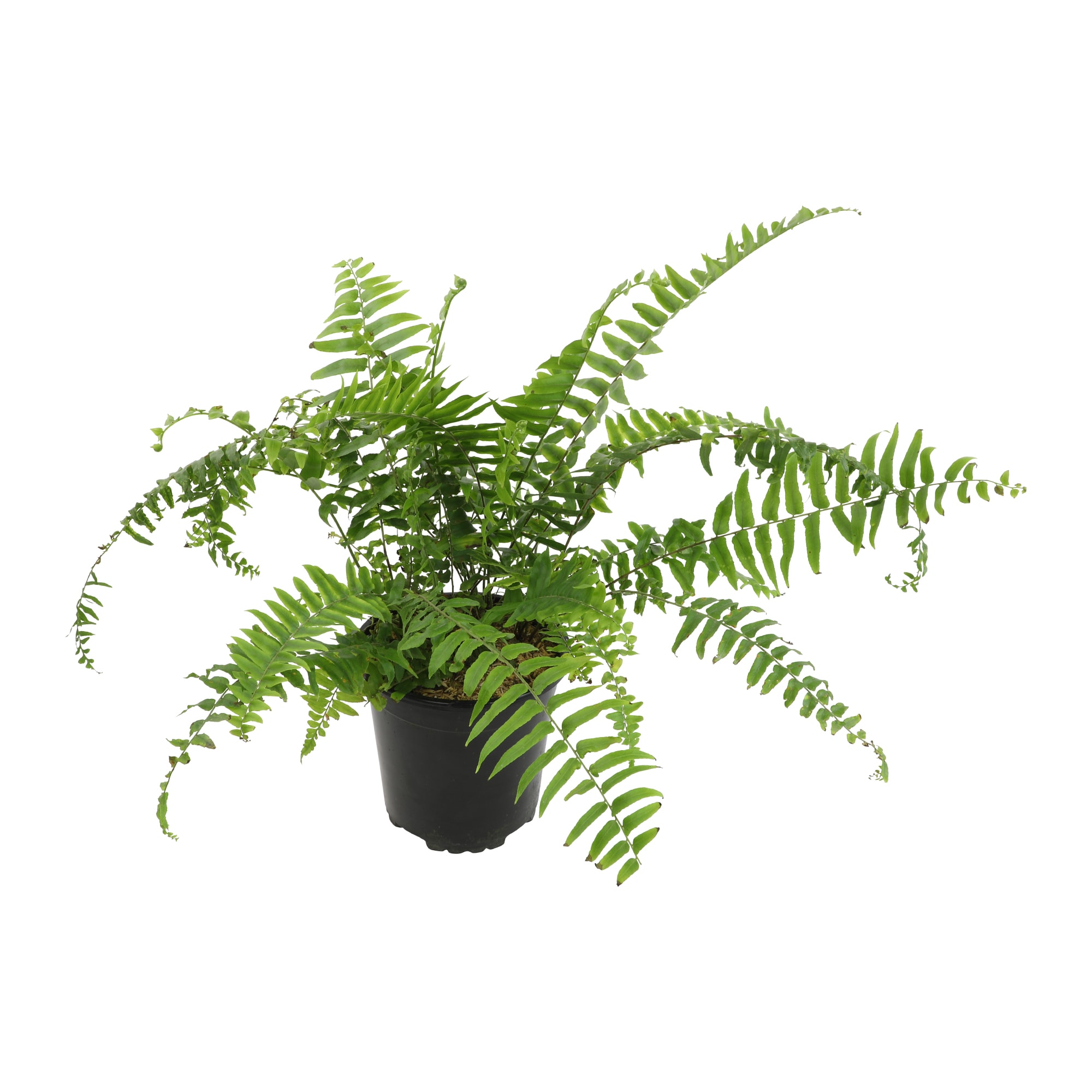 Altman Plants 0872806 hseplants - View #5
