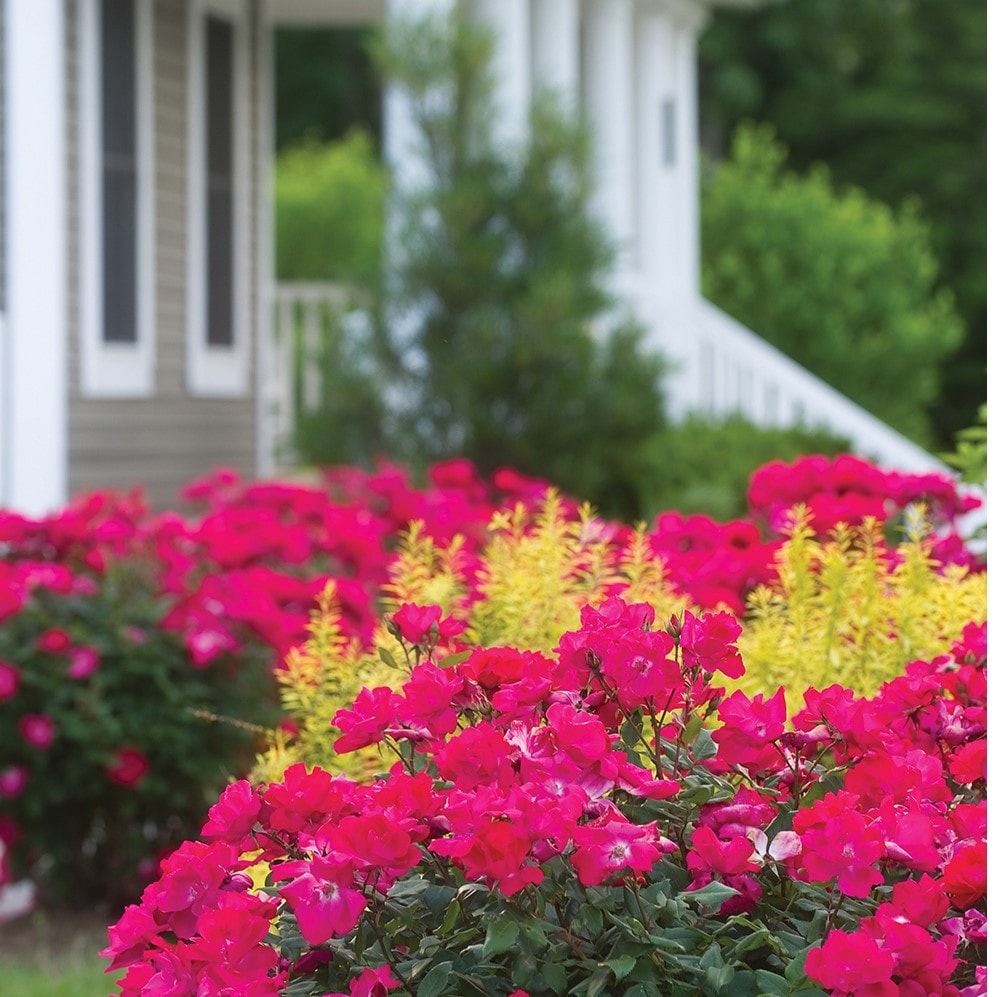Altman Plants 0881315 roses - View #5