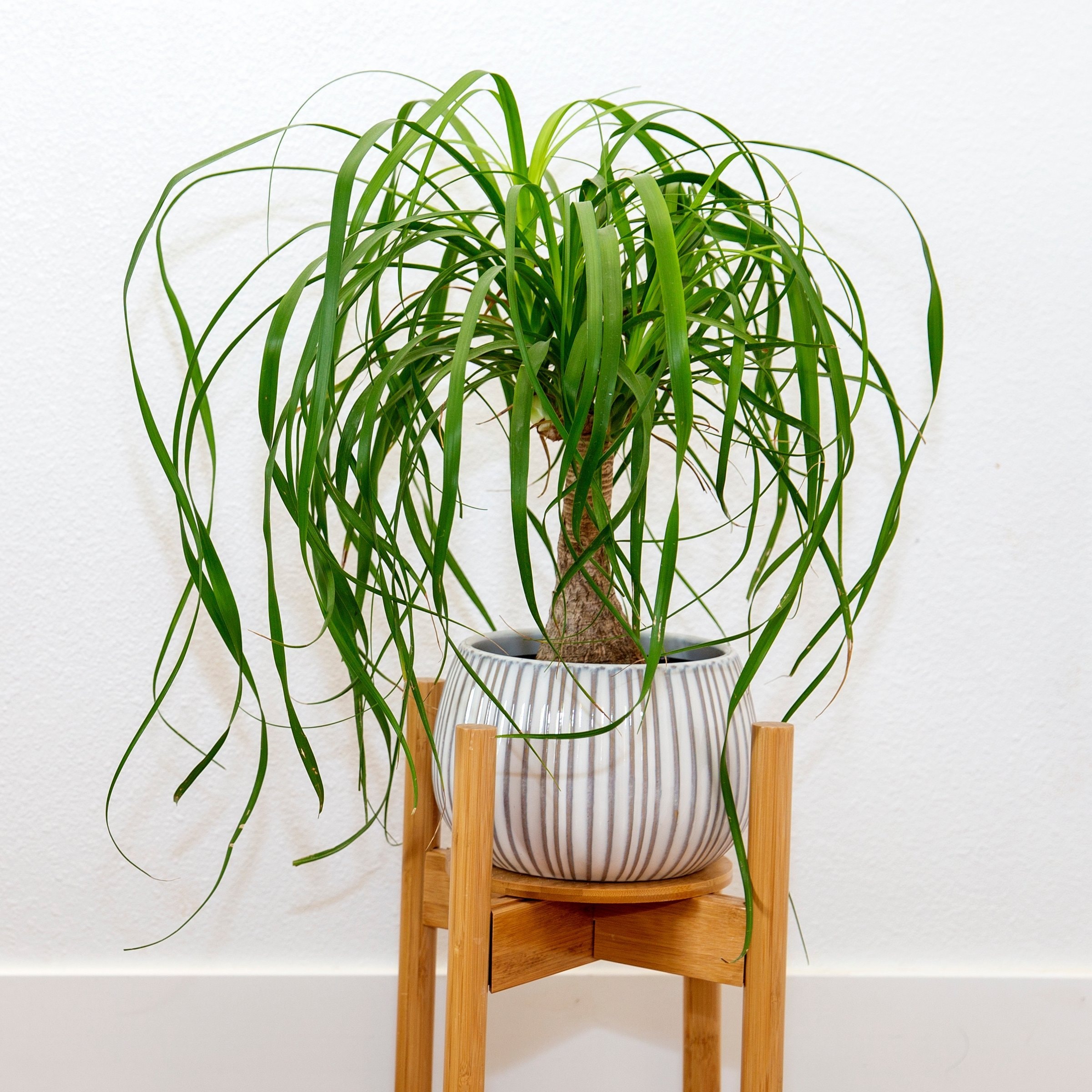 National Plant Network Ponytail Palm Stump House plant in 4 Inch(es) Pot 1 -Pack #LW2569