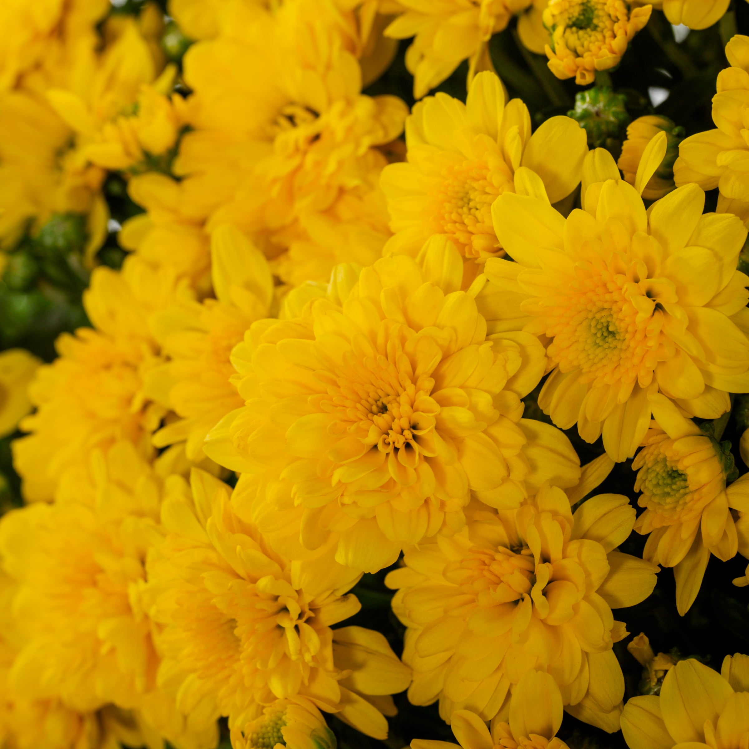  4661380 annuals - View #4