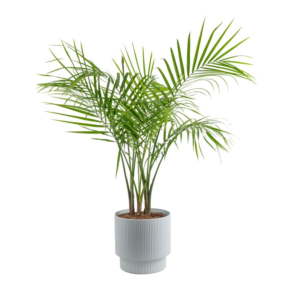 Costa Farms L-MAJ-S-SFD-01-LW Majesty Palm Tree, House Plant in 10-in Pot