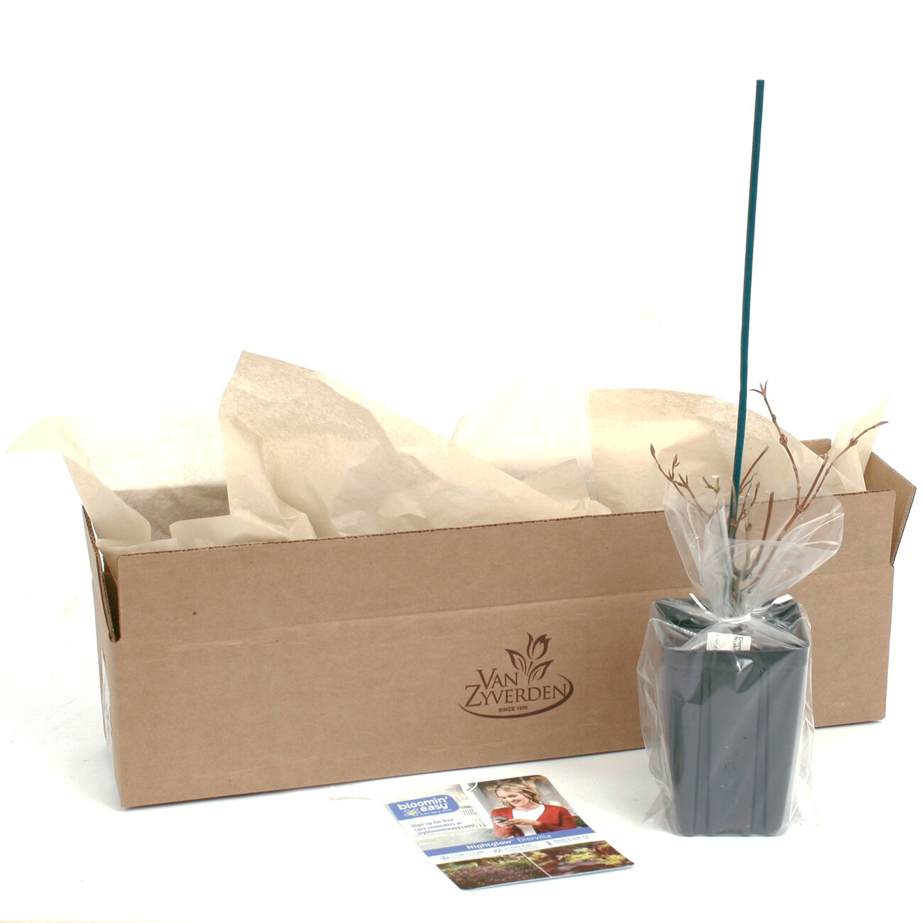 Van Zyverden 82901 Plant-Bulbs - View #8