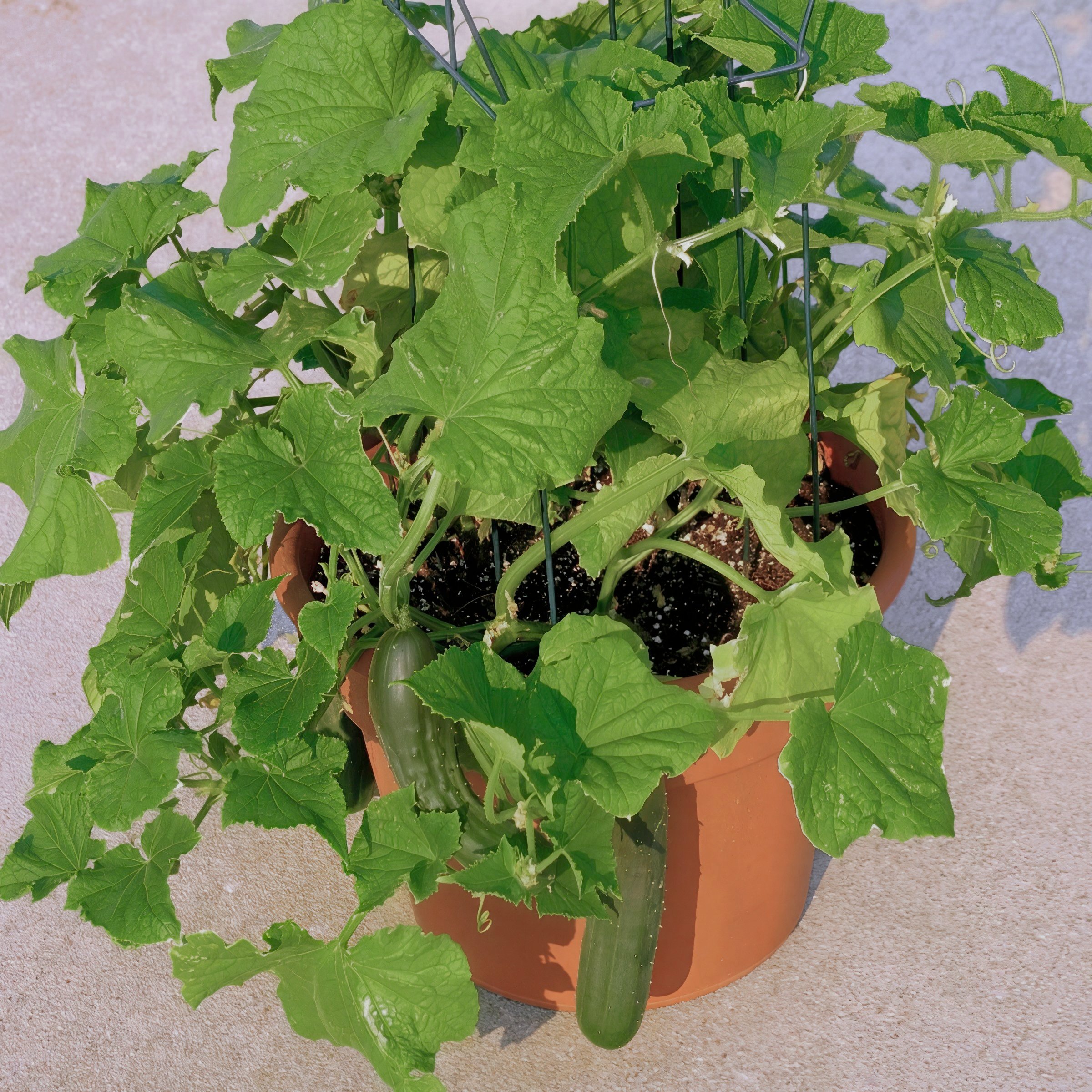 National Plant Network LW2257 Vegetable-Plants - View #9
