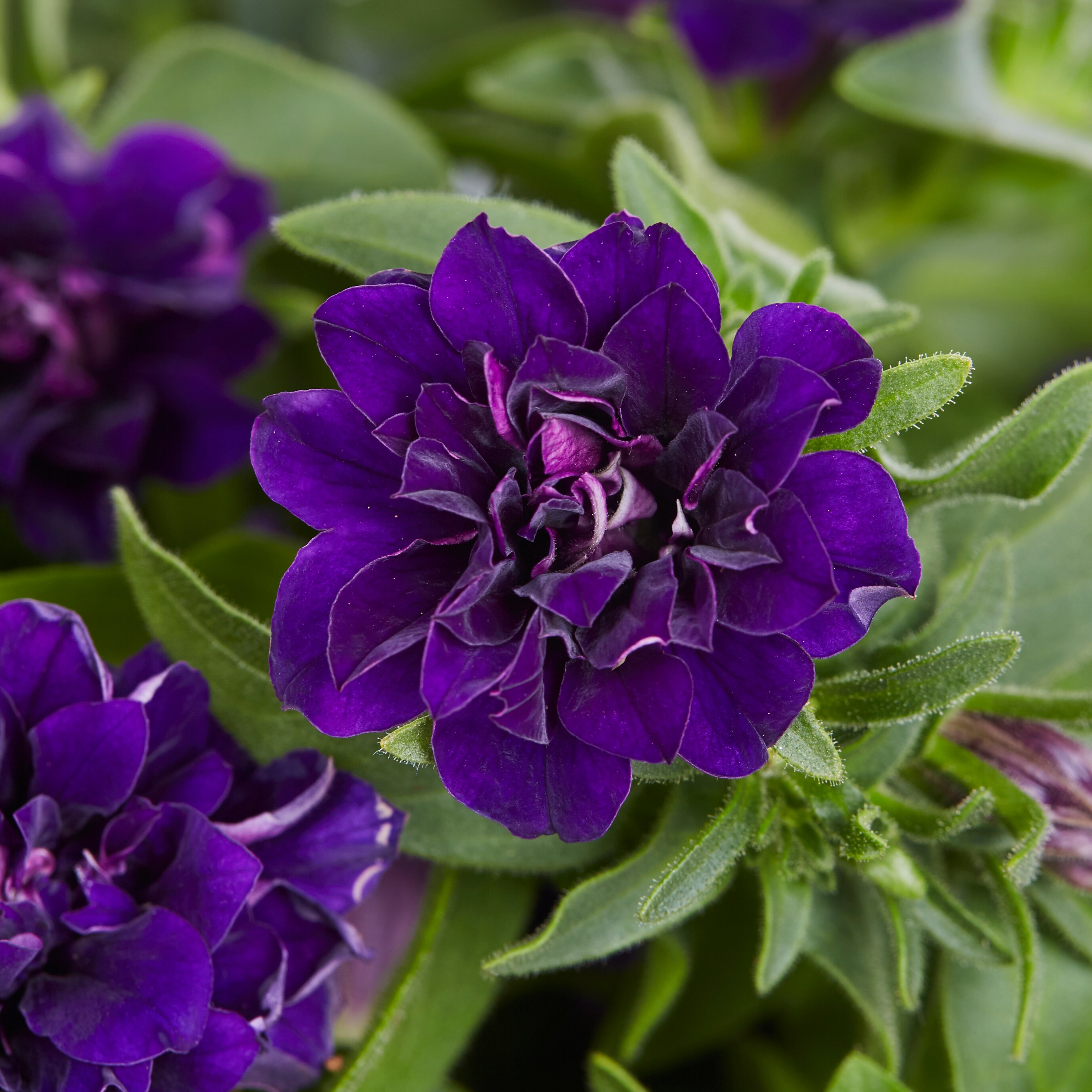 Lowe's NURSERY annuals - View #15