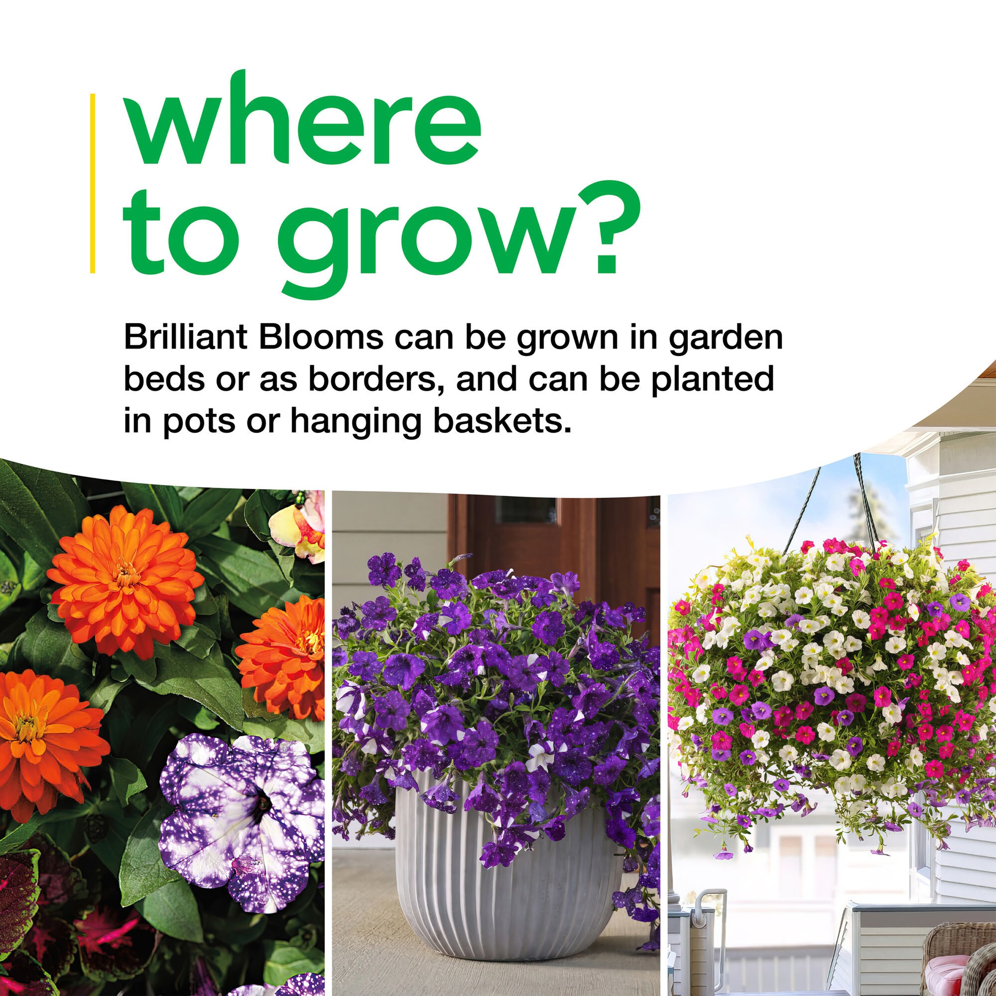 Miracle-Gro 201307 annuals - View #9