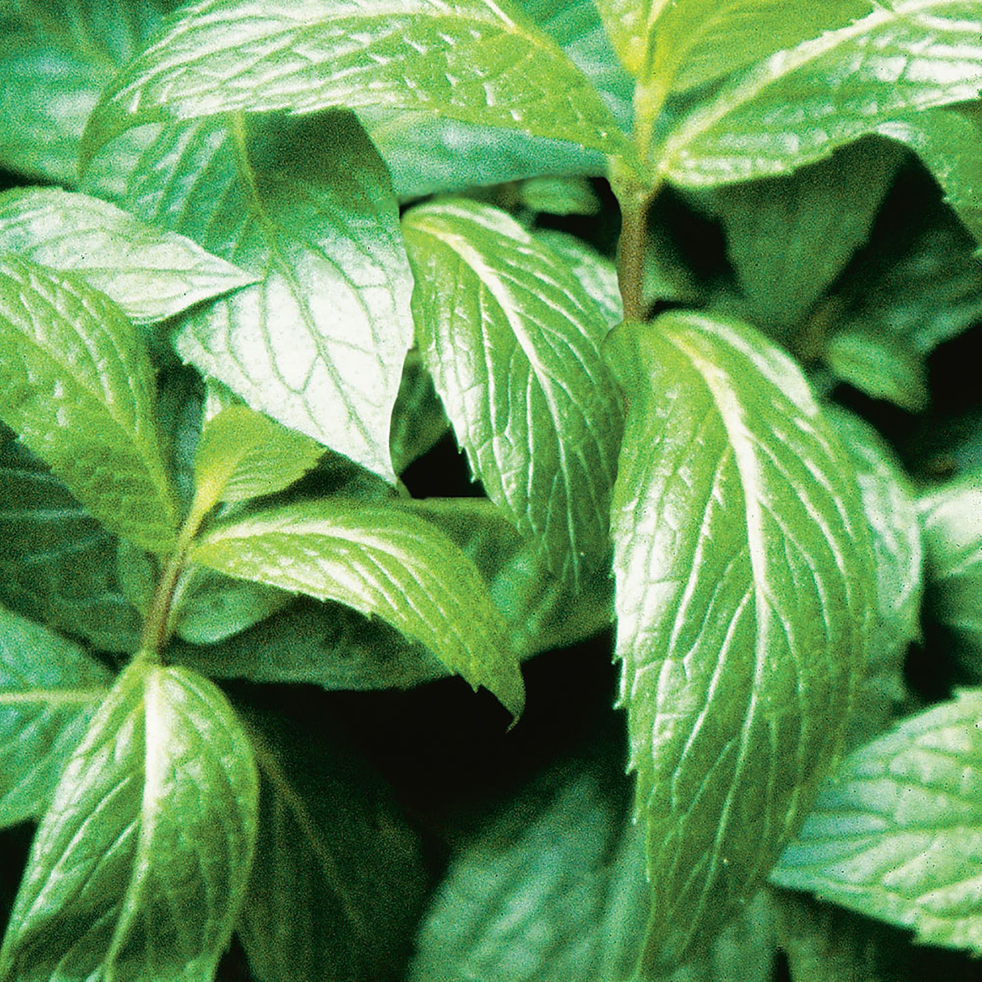 Bonnie Plants 49-710437 Herb-Plants - View #5