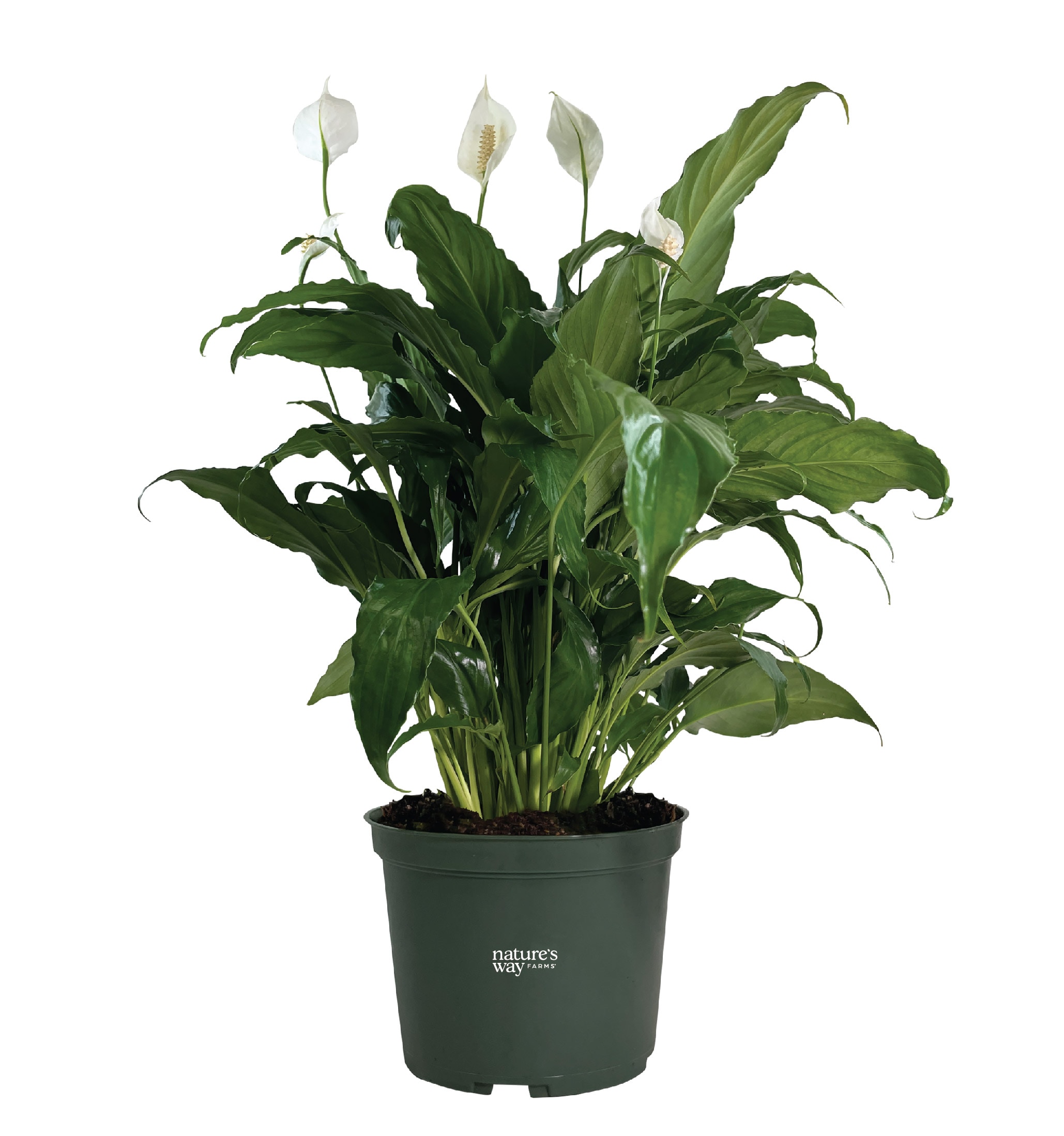  1128 White Sweet Chico Peace Lily House plant in 6 Inch(es) Pot 1 -Pack