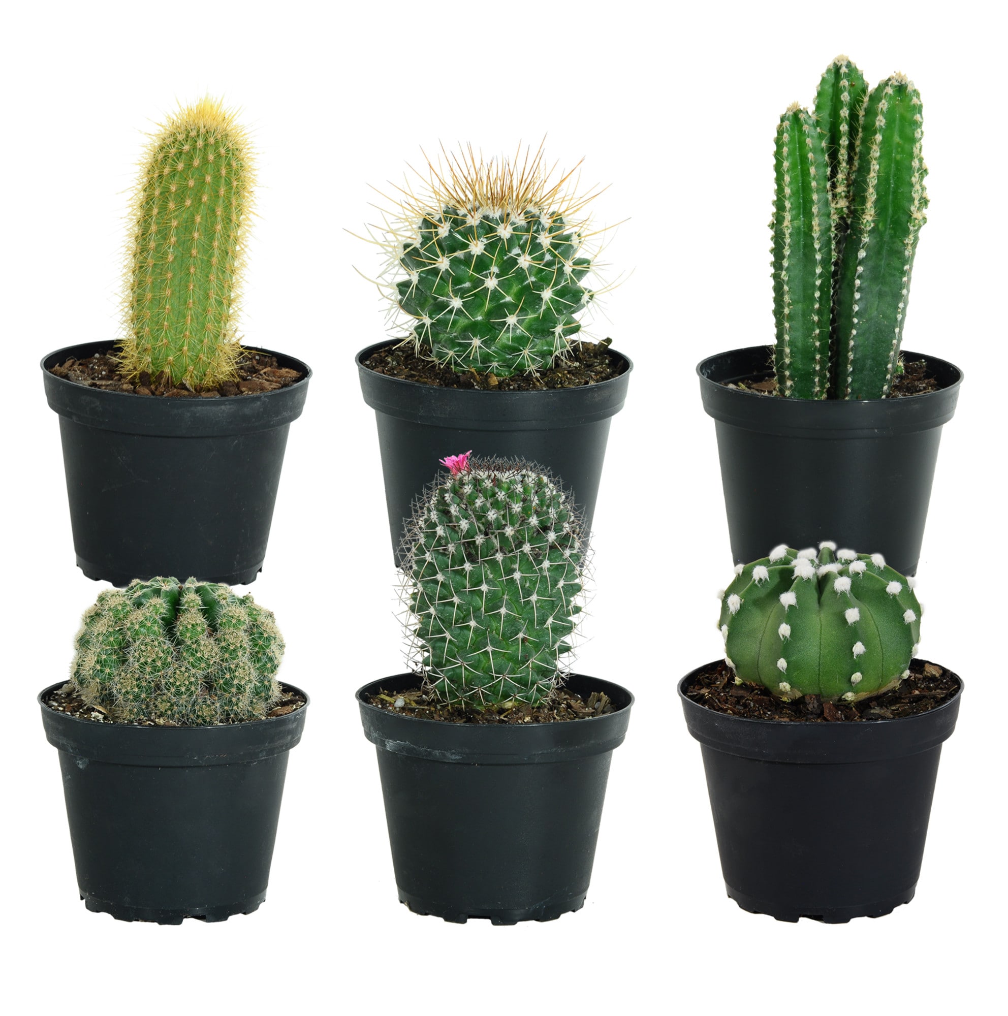 Costa Farms Cactus House Plant 4-in Pot 6-Pack in the House Plants department at Lowes.com