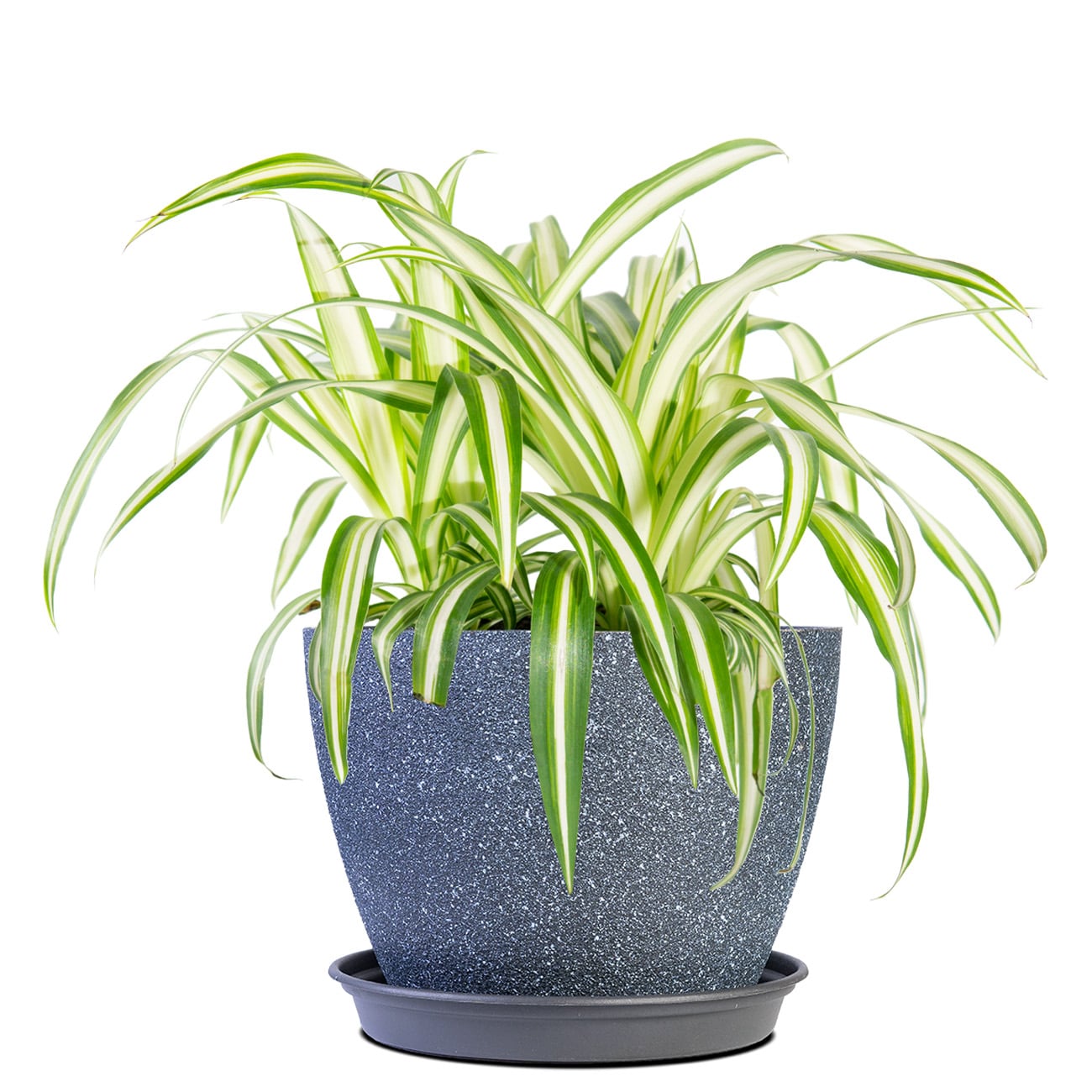 Perfect Plants LOSPIDER6INPOT White Spider Plant House plant in 6 Inch(es) Planter 1.0 -Pack