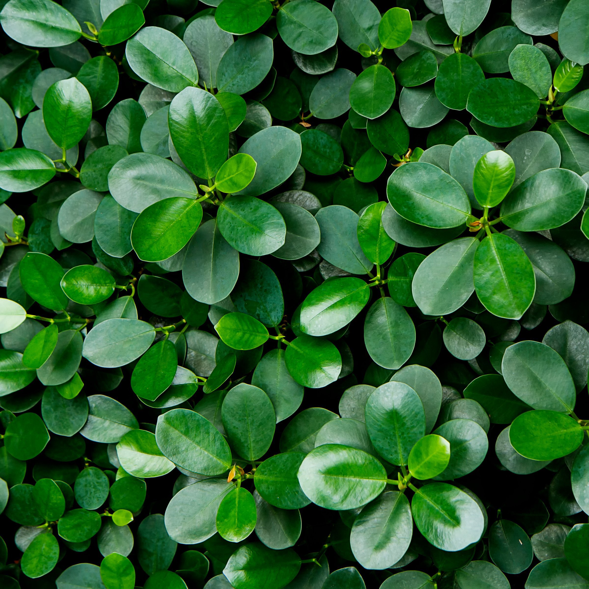 National Plant Network LW2456 hseplants - View #5