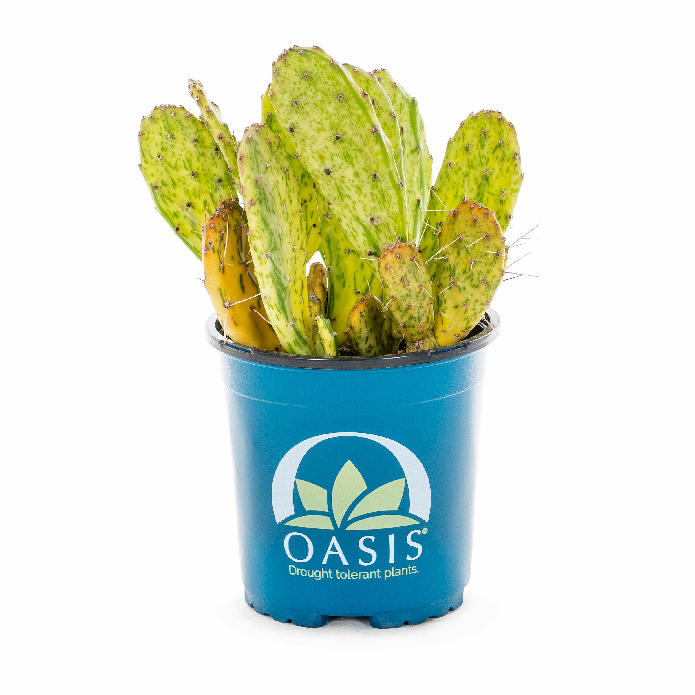 Lowe's 937396 Cacti-Succulents - View #7