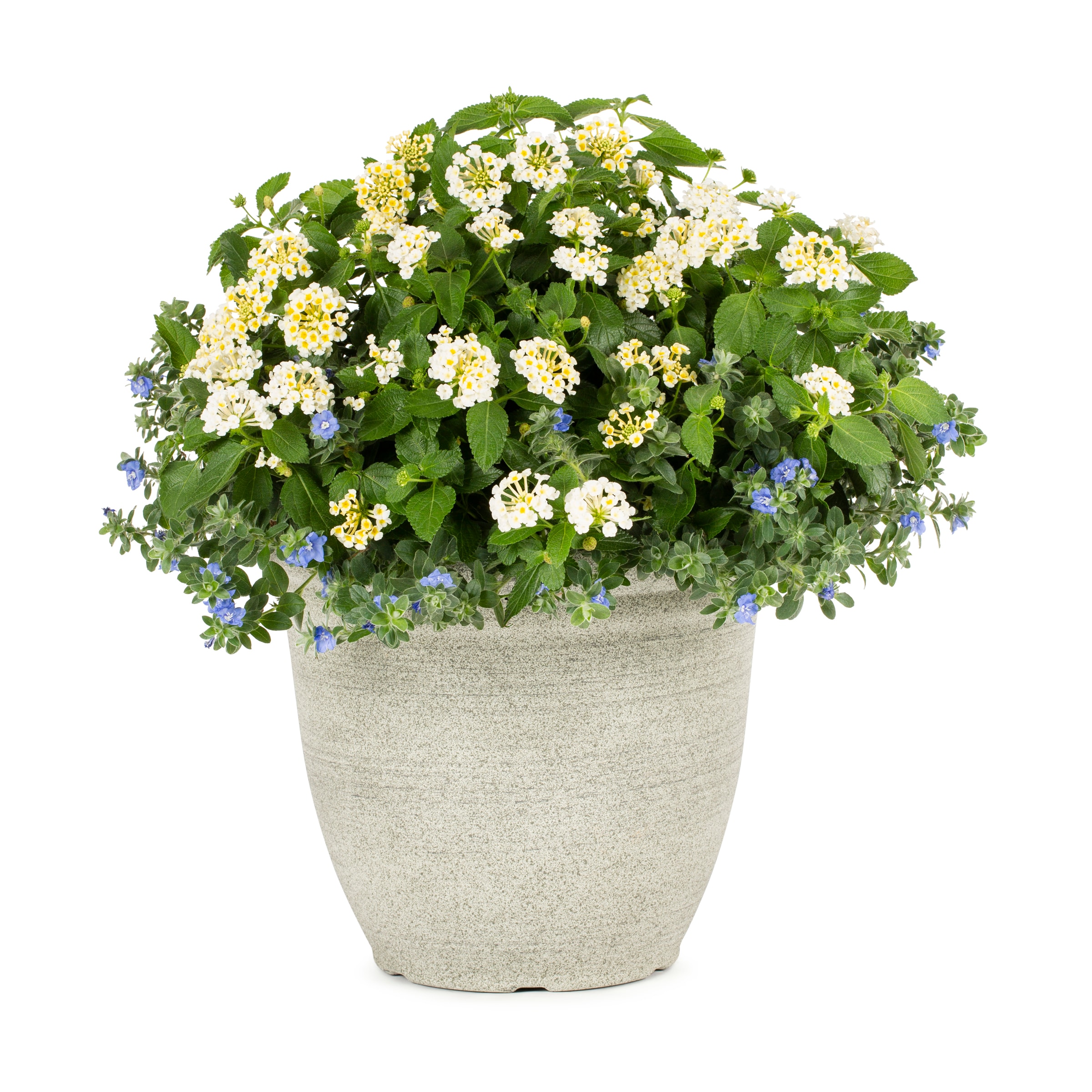 Lowe's NURSERY Multicolor Blown Away in 3 Gallon(s) Planter