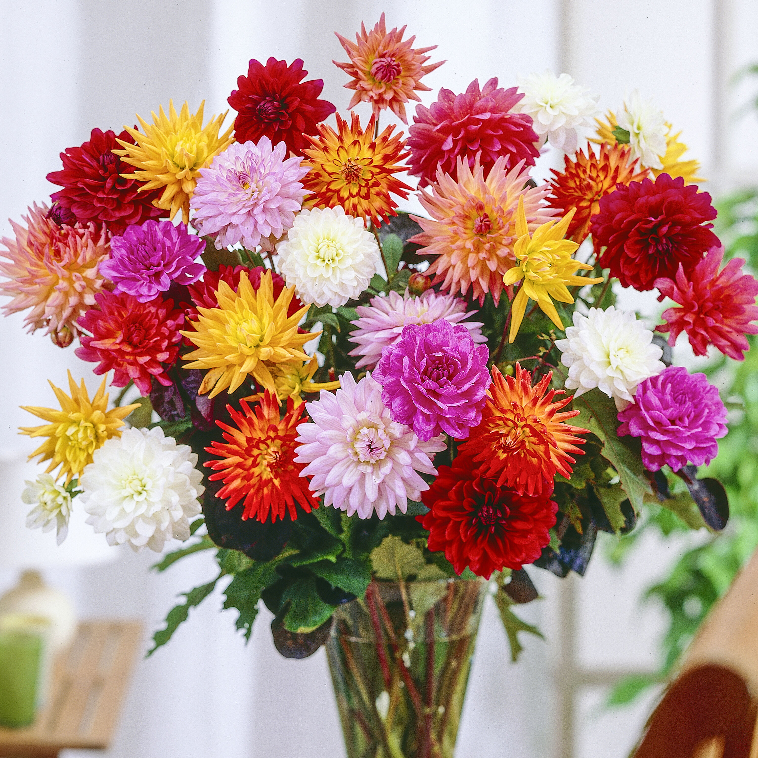 Karma Dahlia Mixture Dormant Flowering Plants, Bulbs & Seeds at Lowes.com