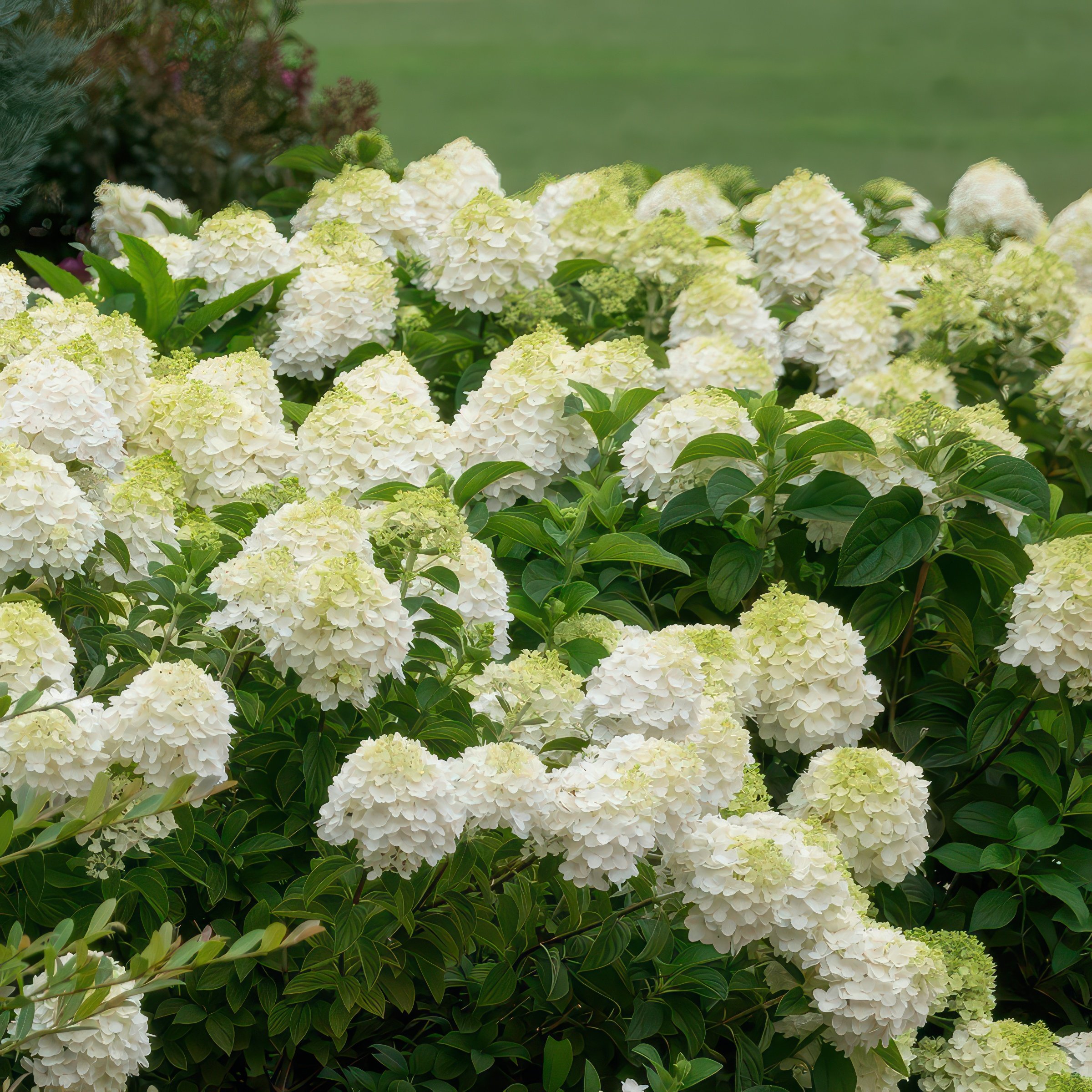 National Plant Network LW3215 shrubs - View #10